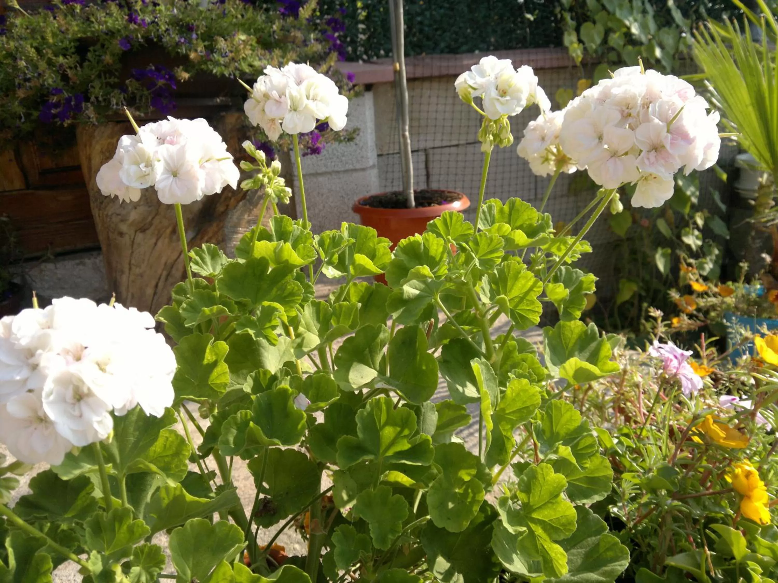 Garden in Hotel Poseidon