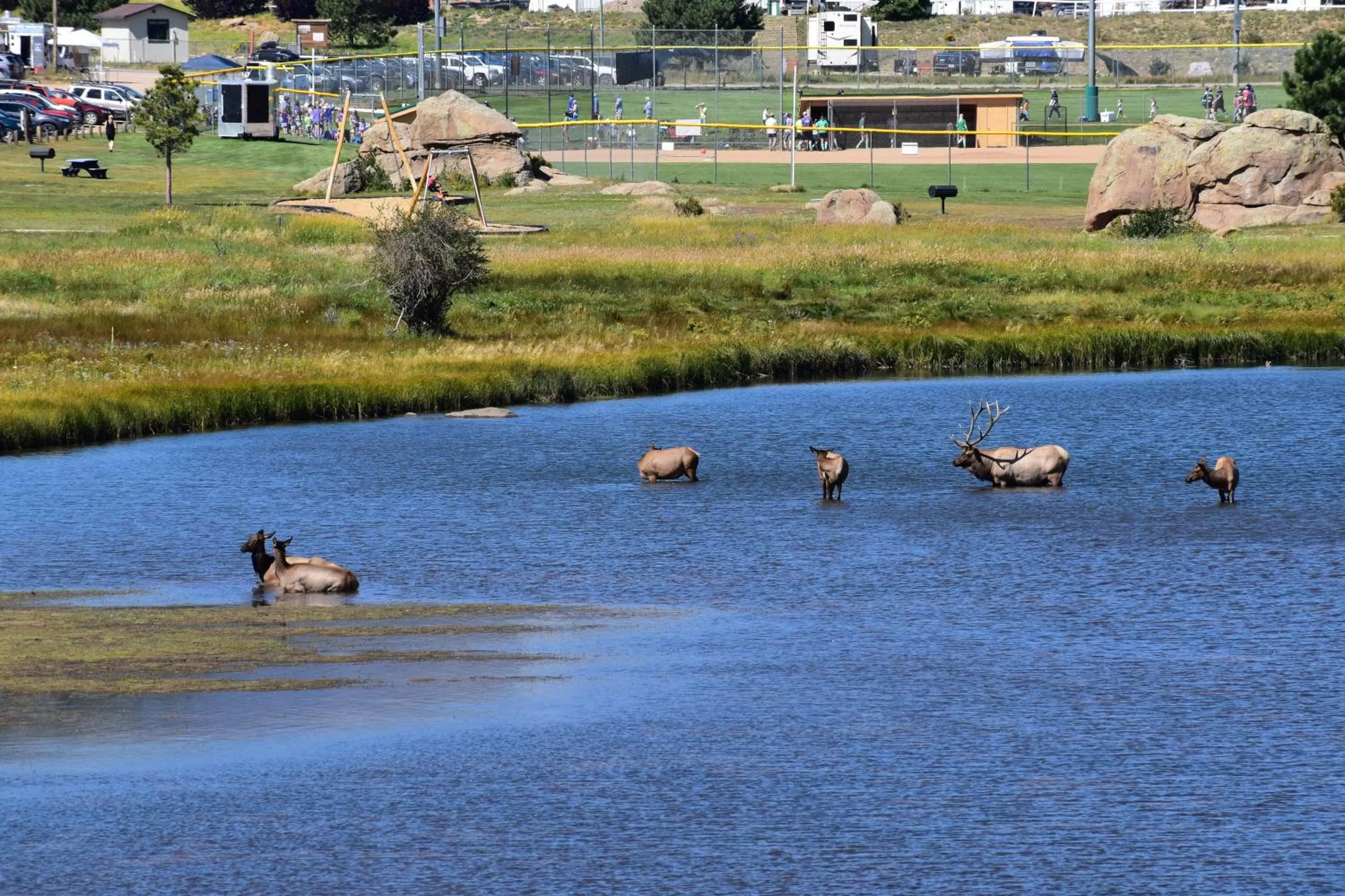 Other Animals in Estes Lake Lodge