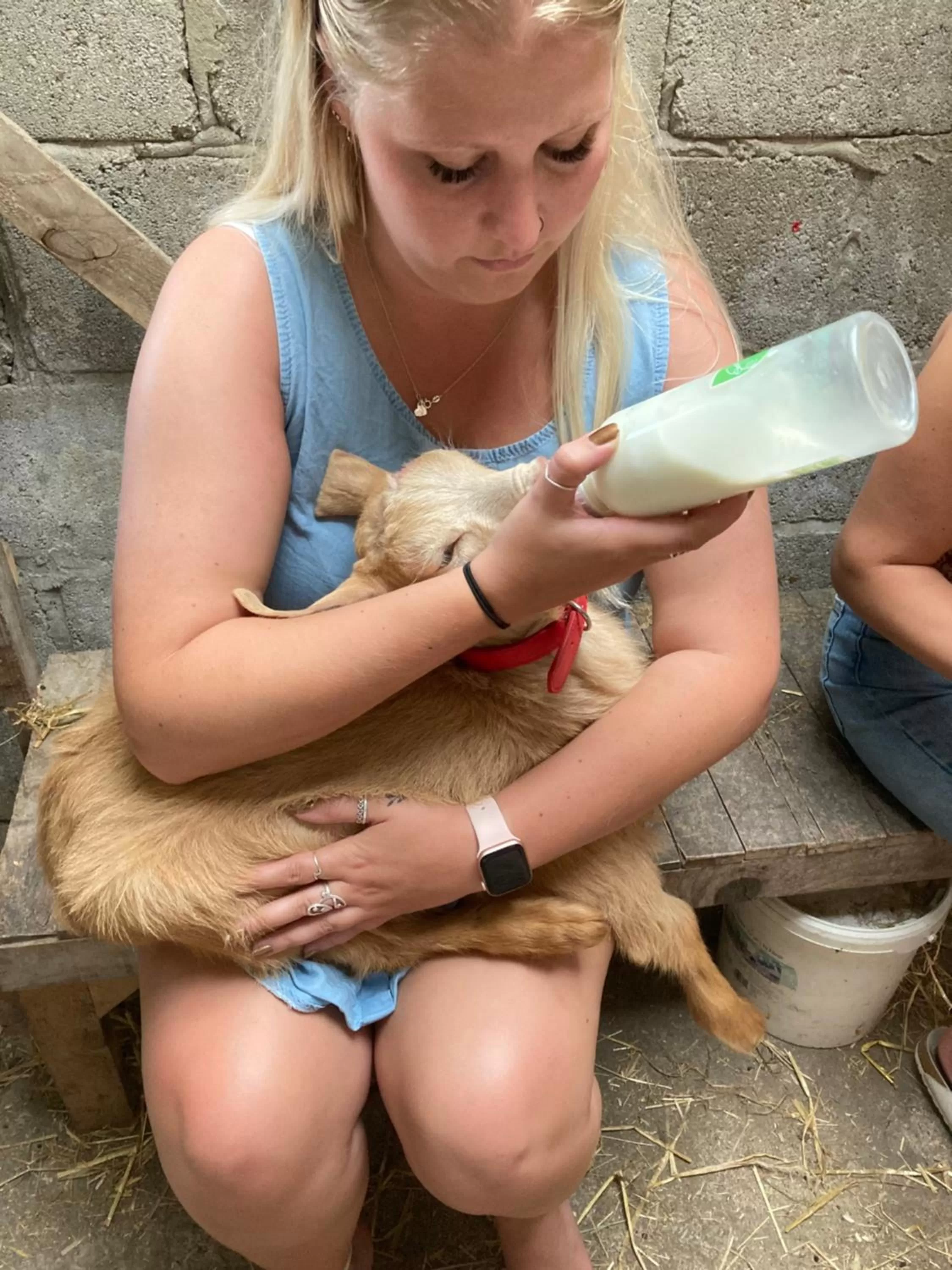 Animals in Higher Trenear Farm B&B