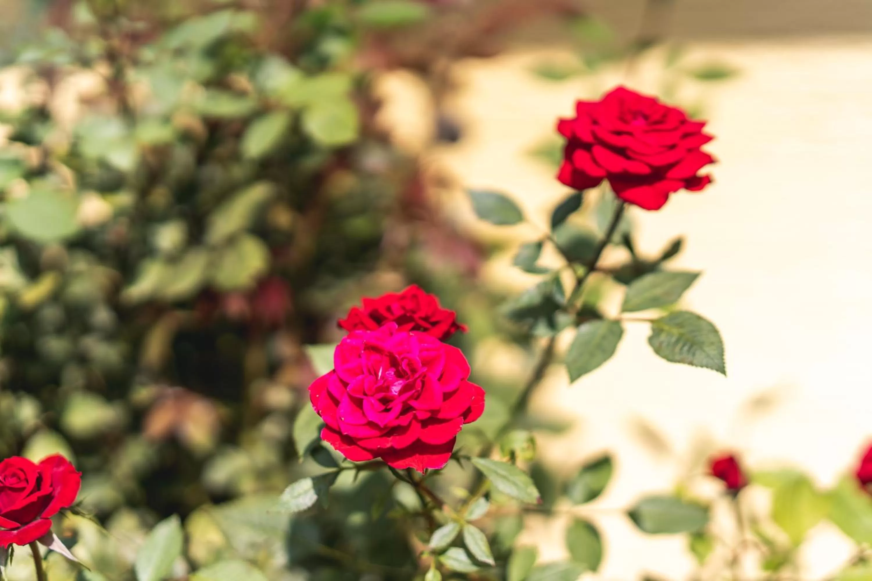 Day in Hotel Steffl Garni inkl Chiemgau Karte