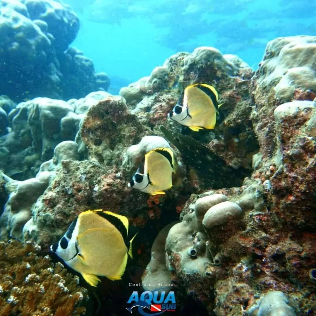 Other Animals in Posada Turística Rocas De Cabo Marzo
