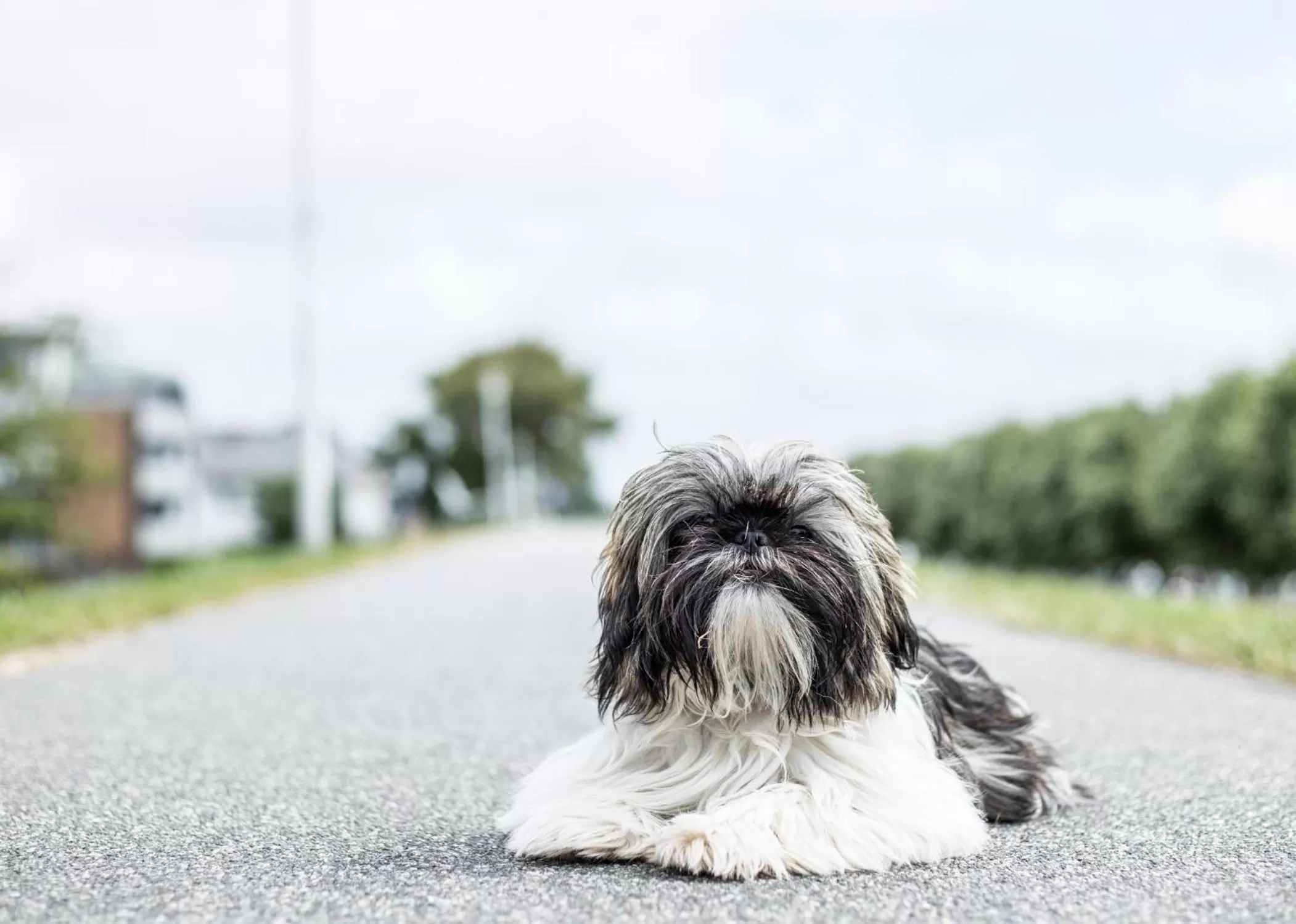 Pets in Hotel Tum Stüürmann