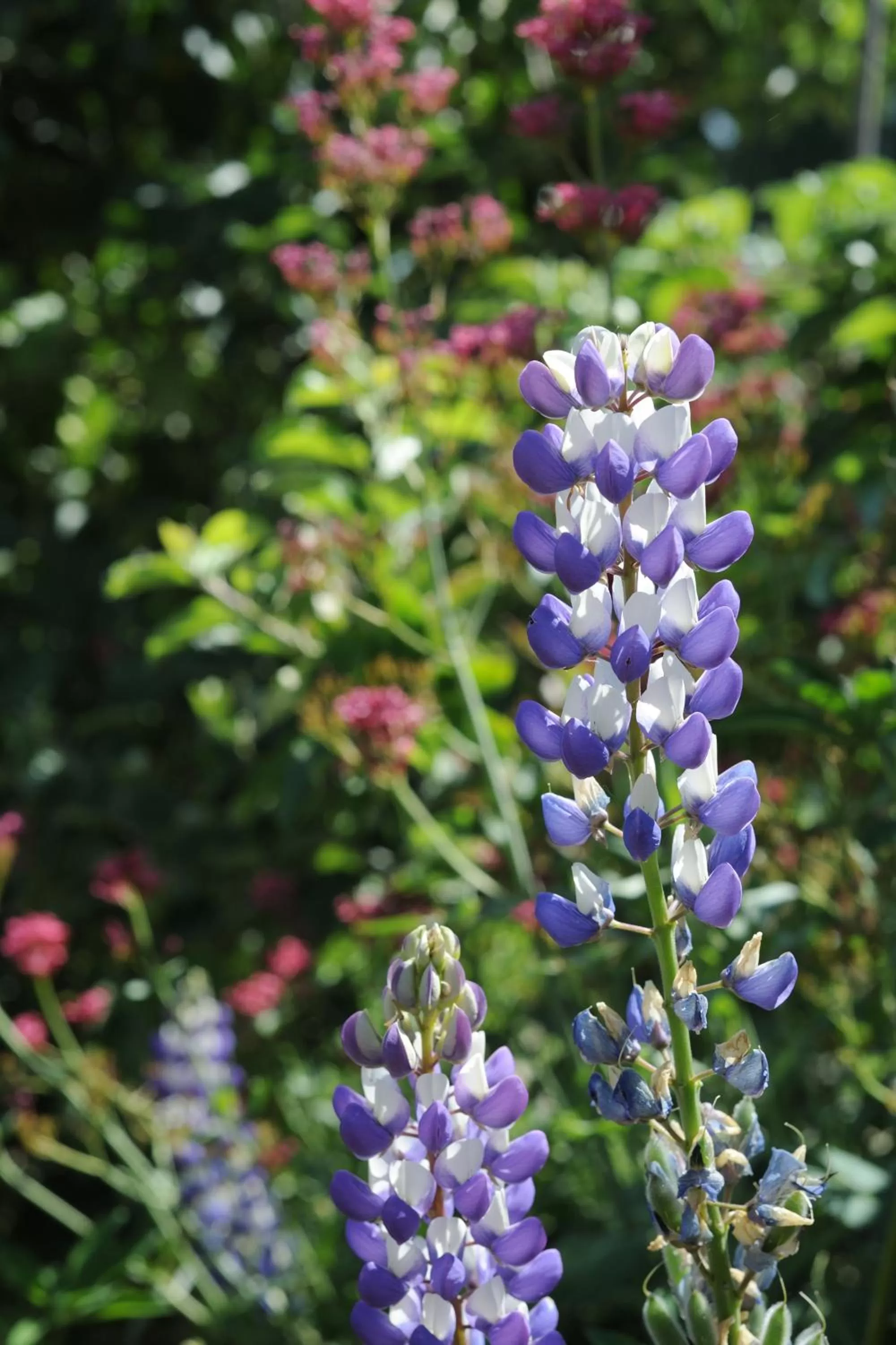 Garden in Domaine de Suzel