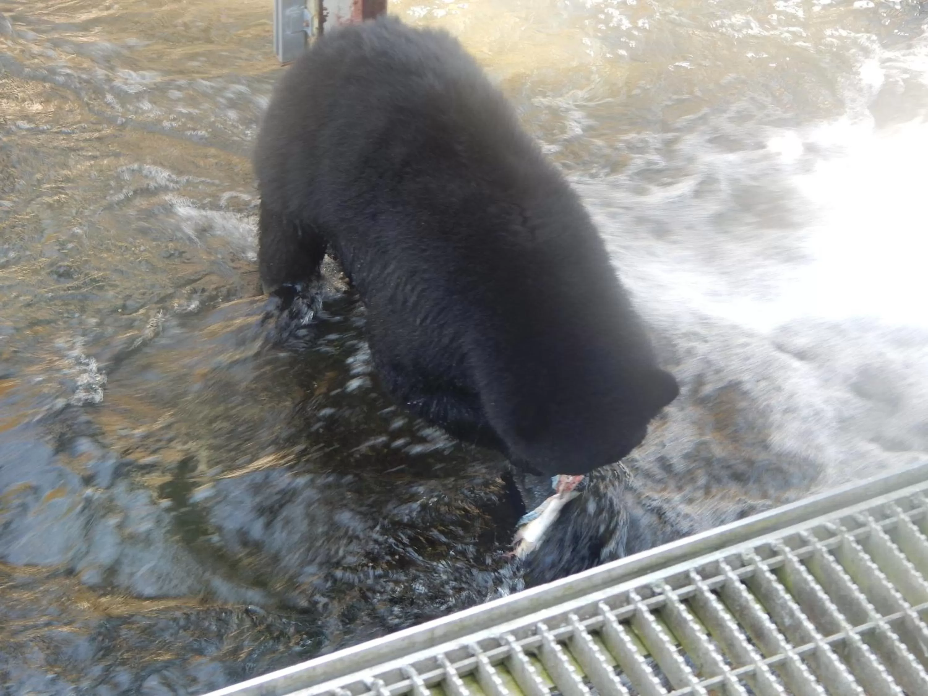 Off site, Other Animals in Money Pennies Bed and Breakfast