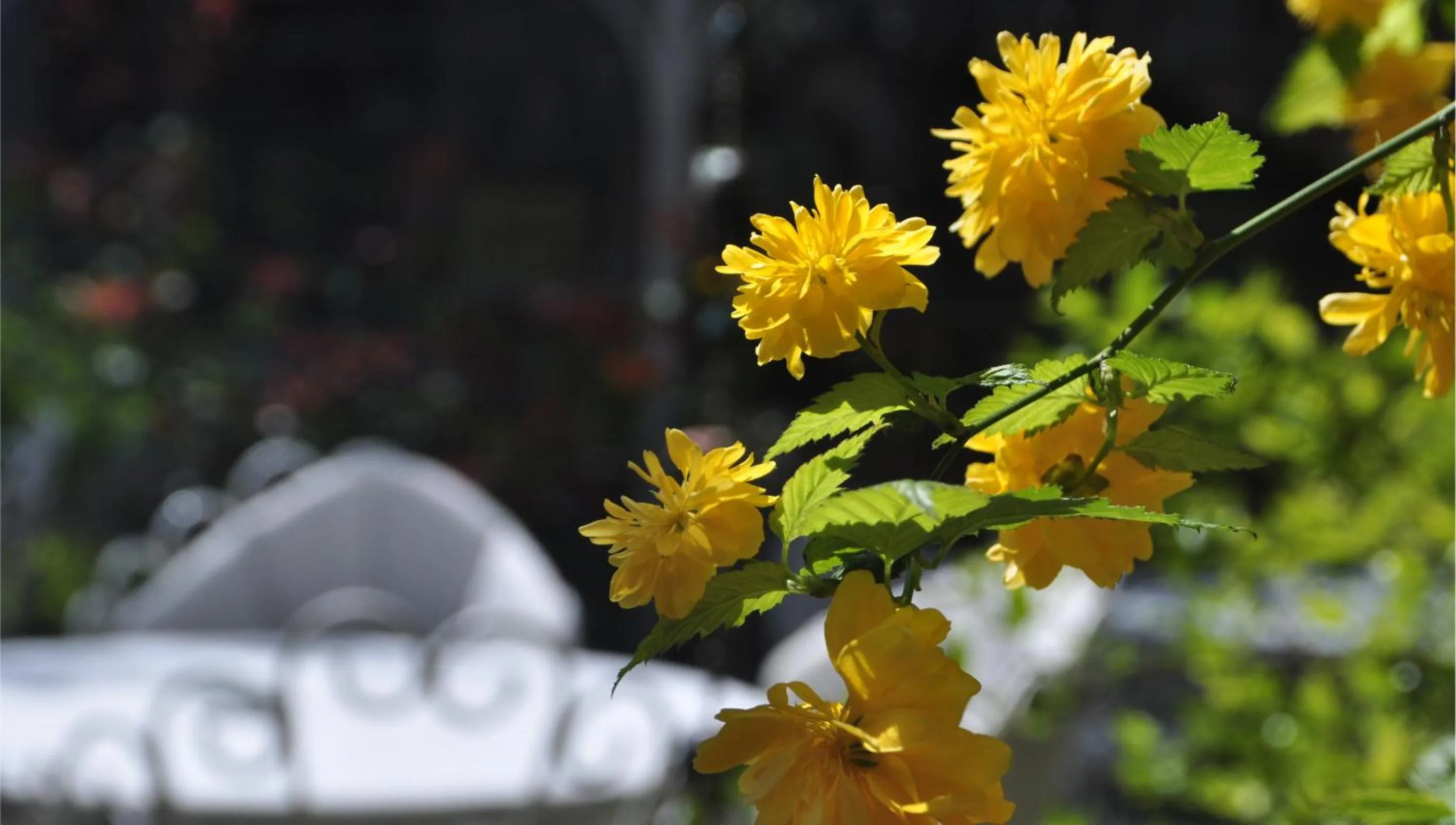Garden in Kitapevi Hotel