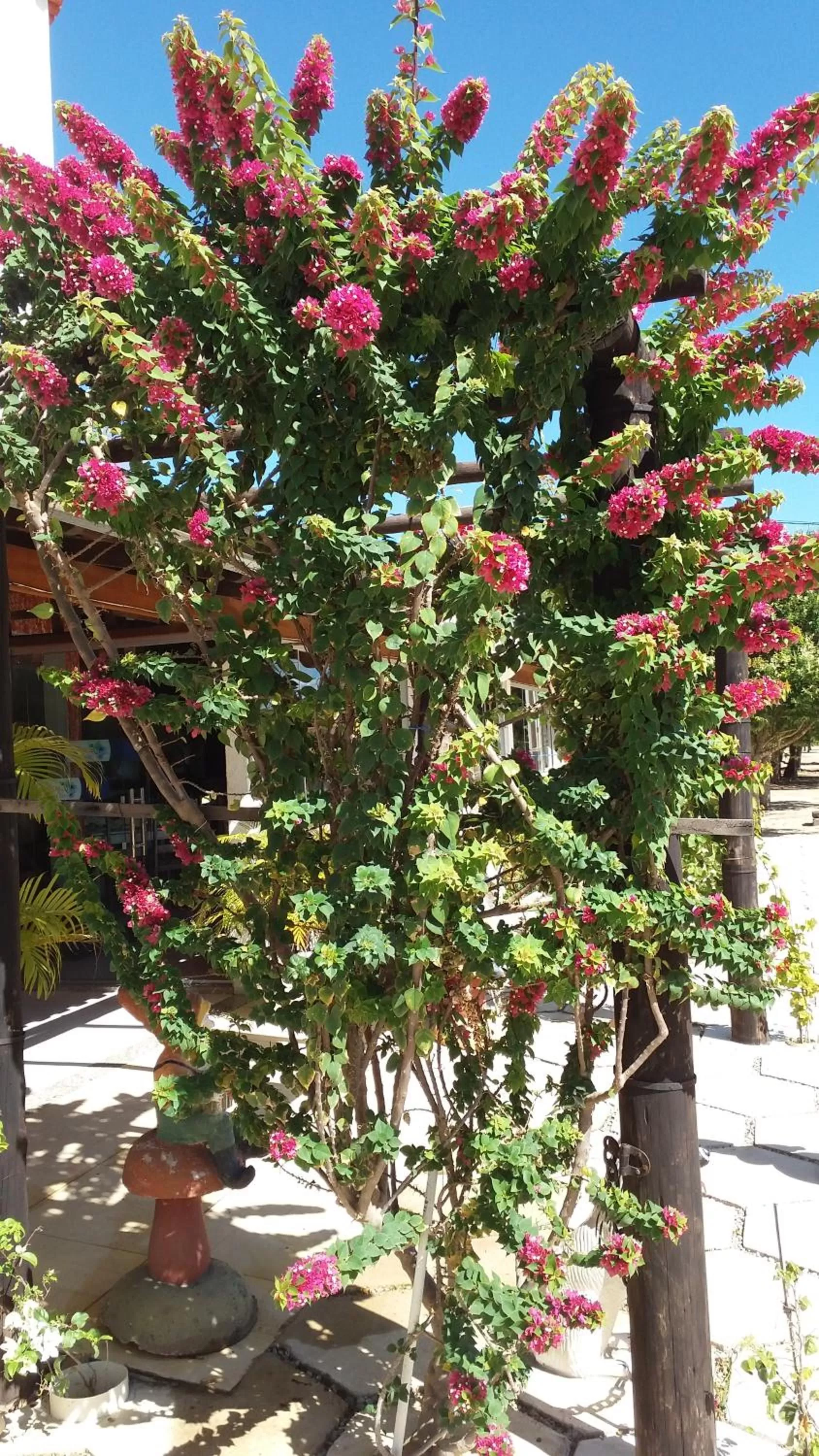 Facade/entrance in Pousada Miosotis