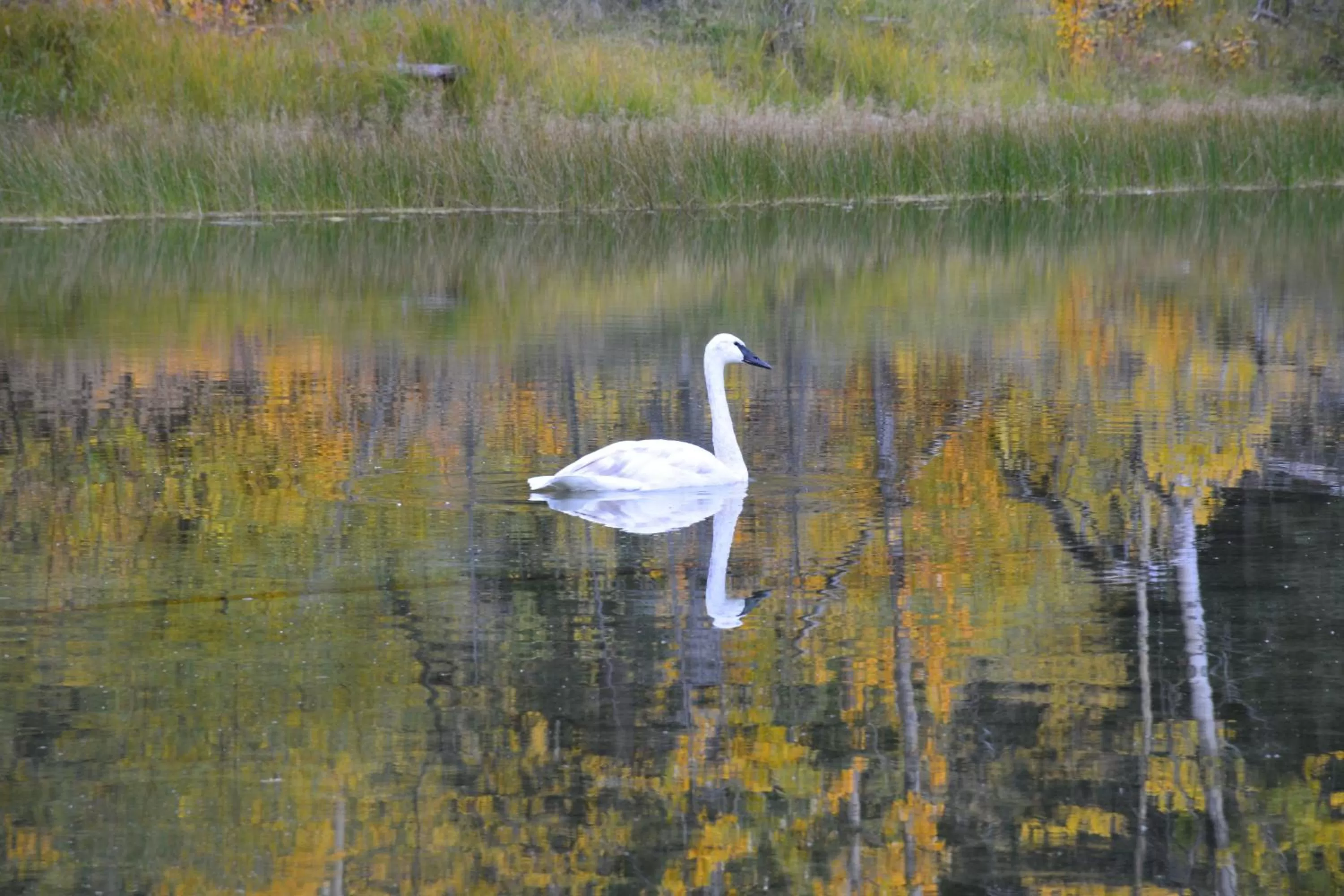 Other Animals in Northway Motor Inn