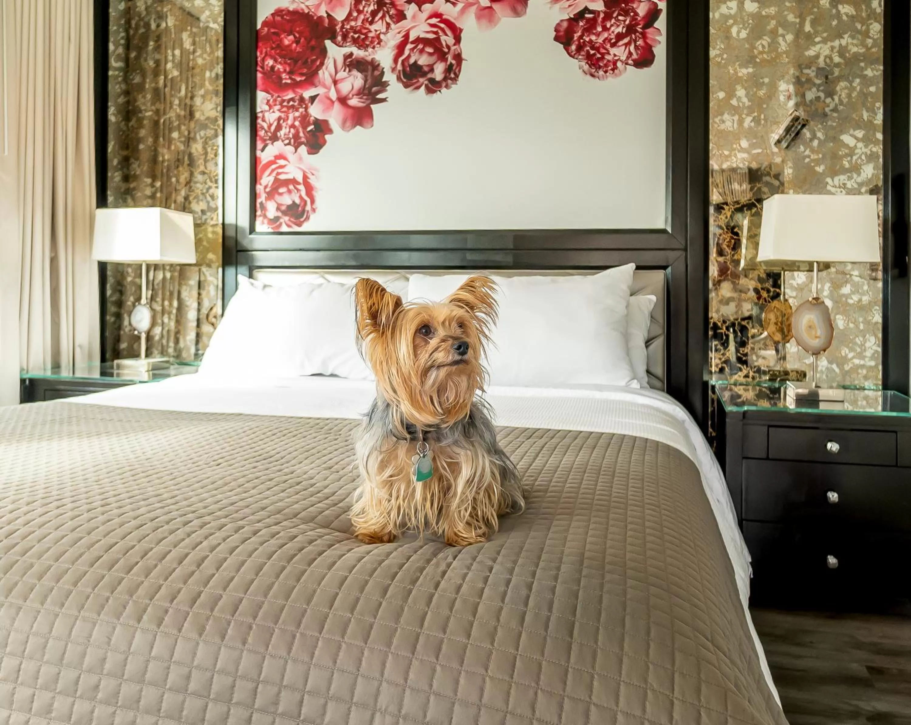 Pets, Bed in Onsen Hotel and Spa