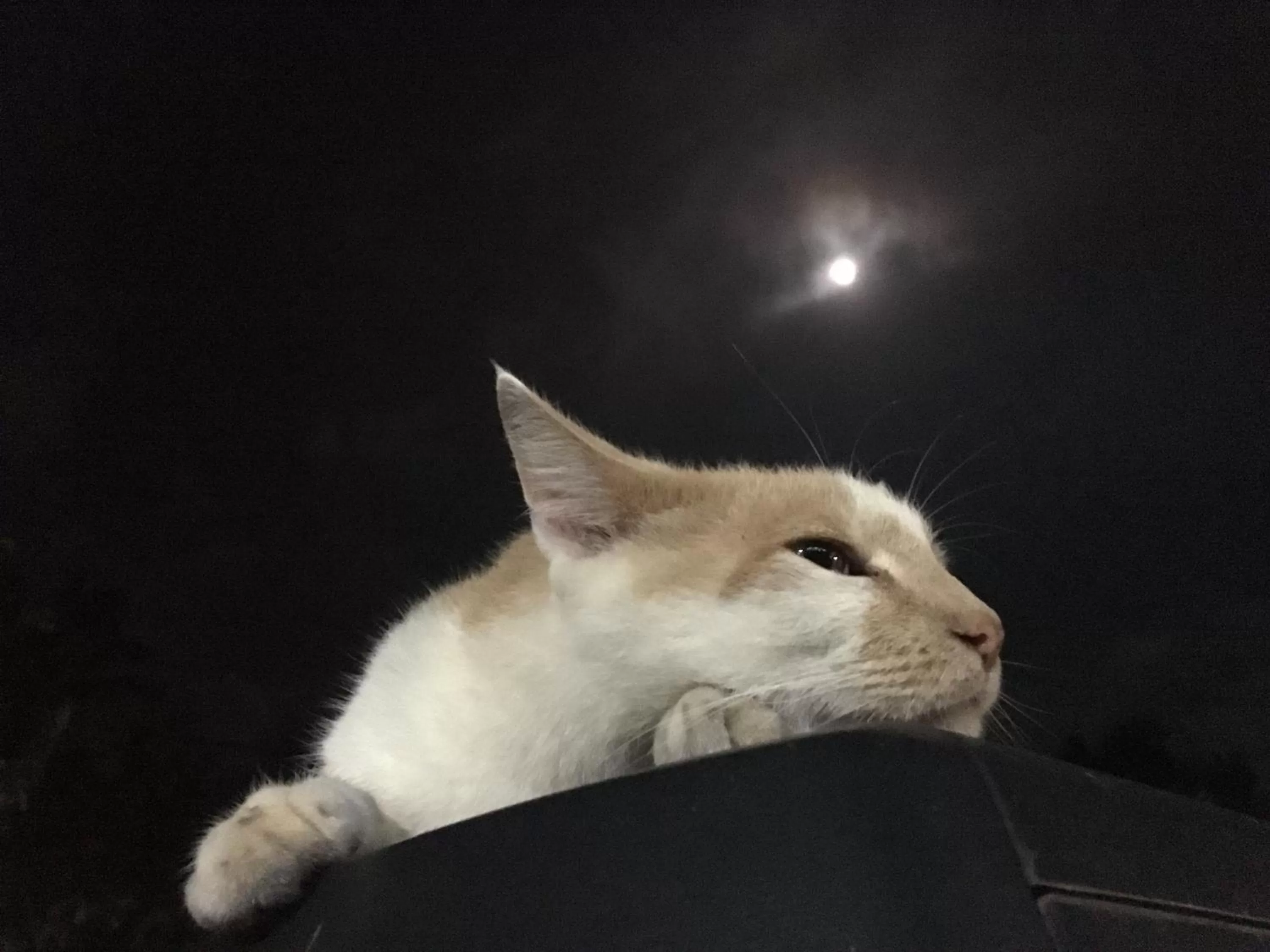 Night, Pets in Kona Bayview Inn