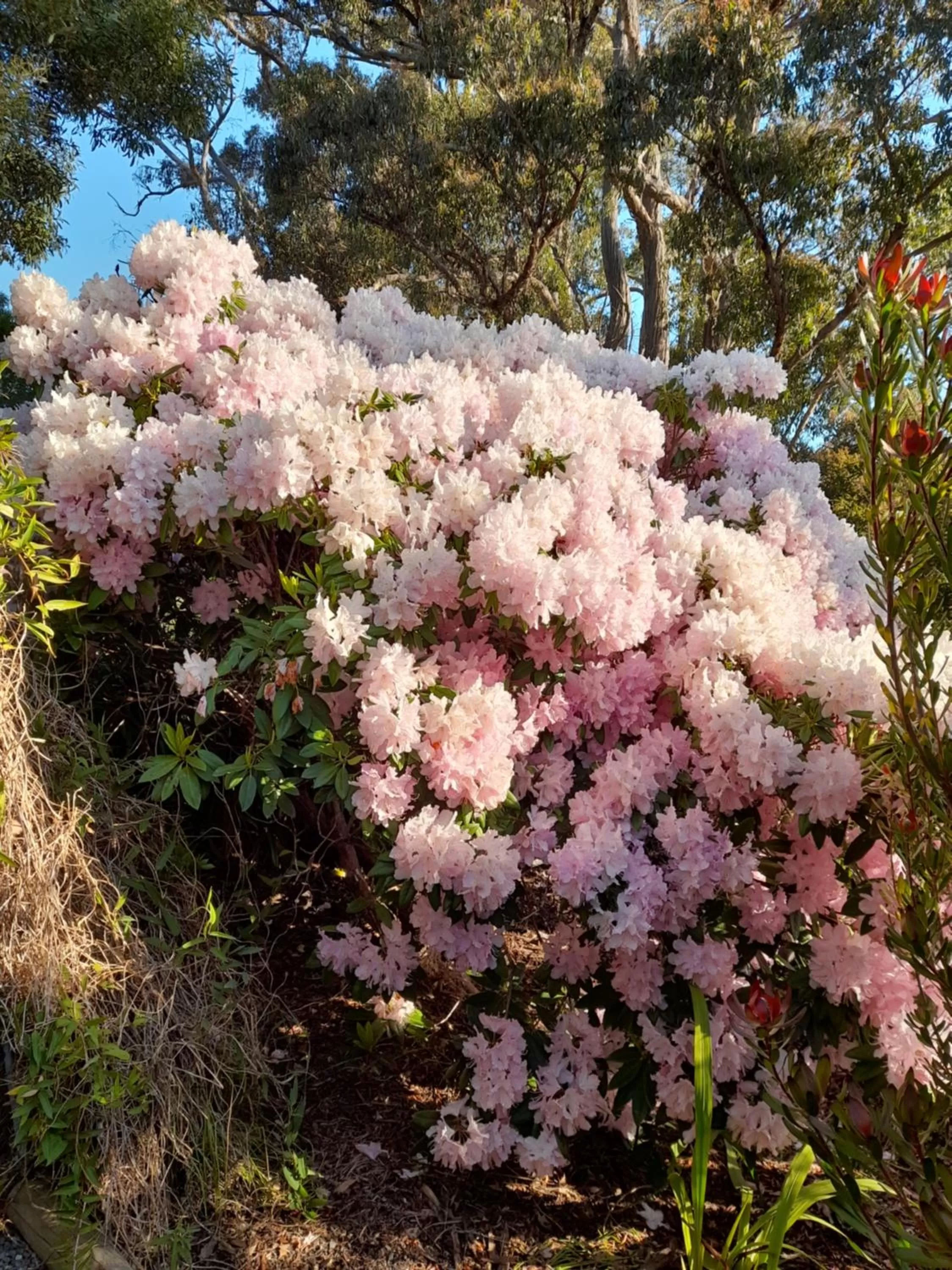 Hillside Bed and Breakfast