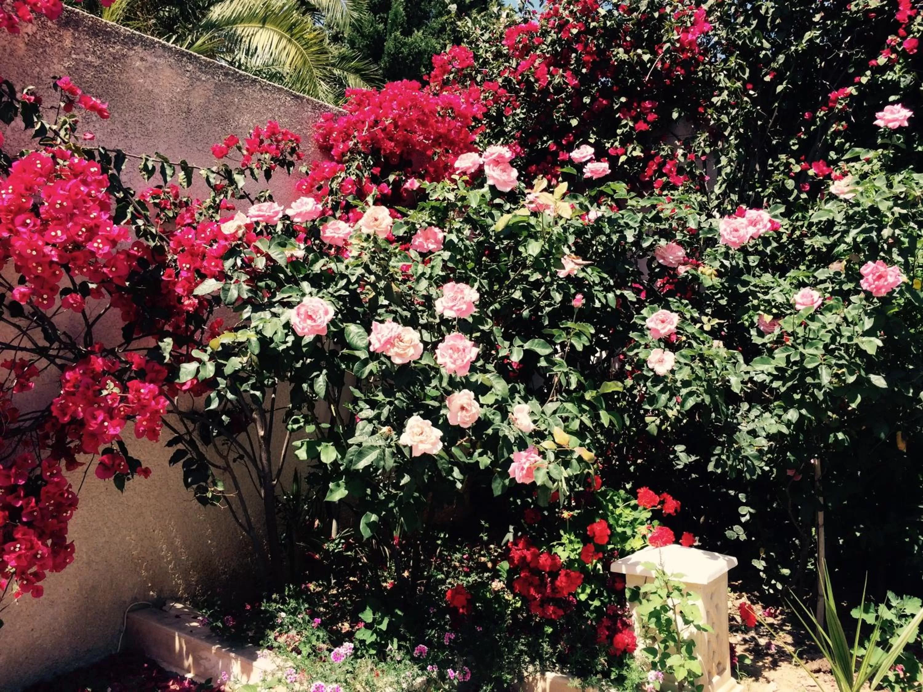 Patio in Dar Khereddine