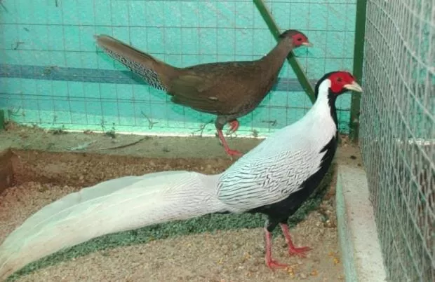 Animals in Etno selo Vile Jefimija, selo Preobrazenje, Vranje