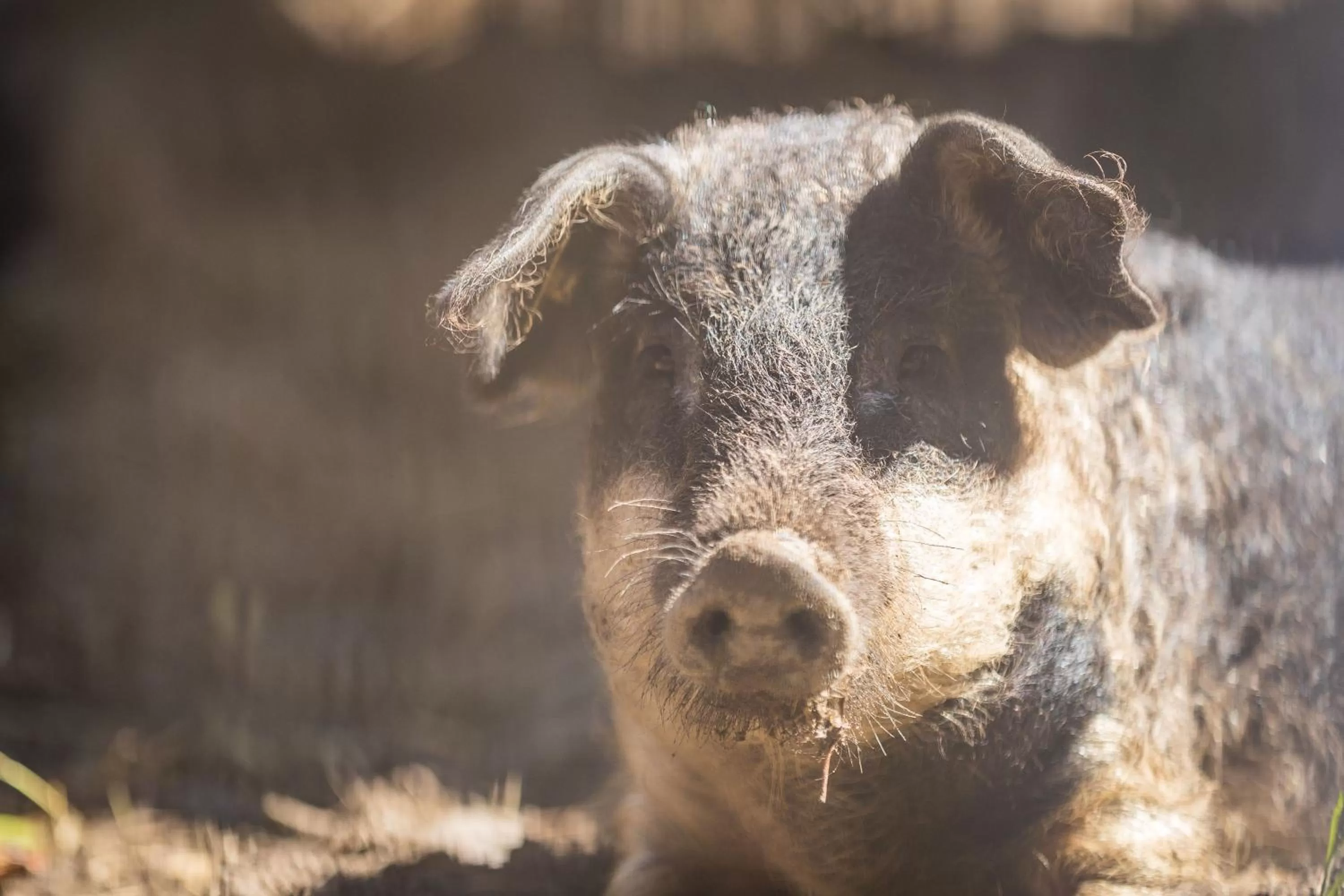 Animals in Hotel Amaten