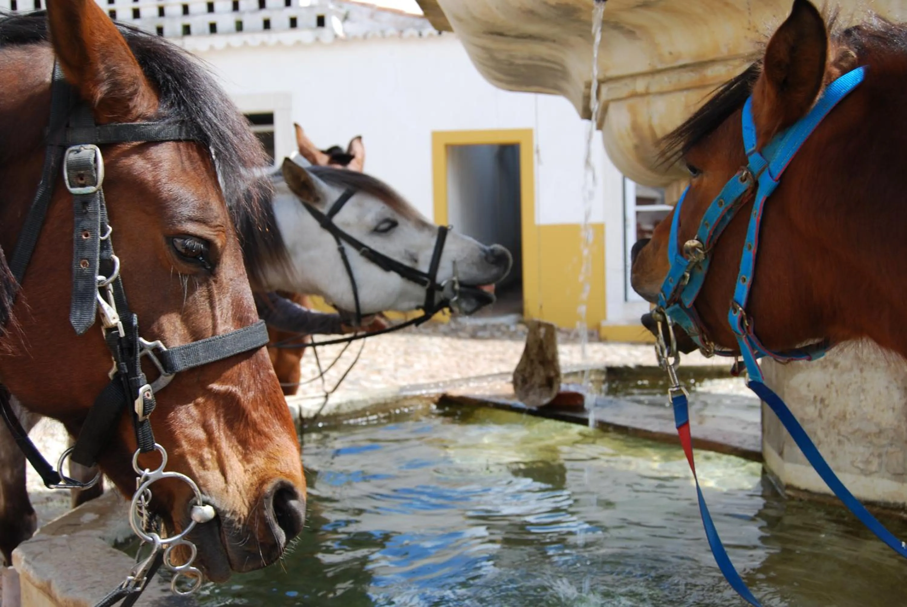 Horse-riding in Hotel Rural Quinta de Santo Antonio