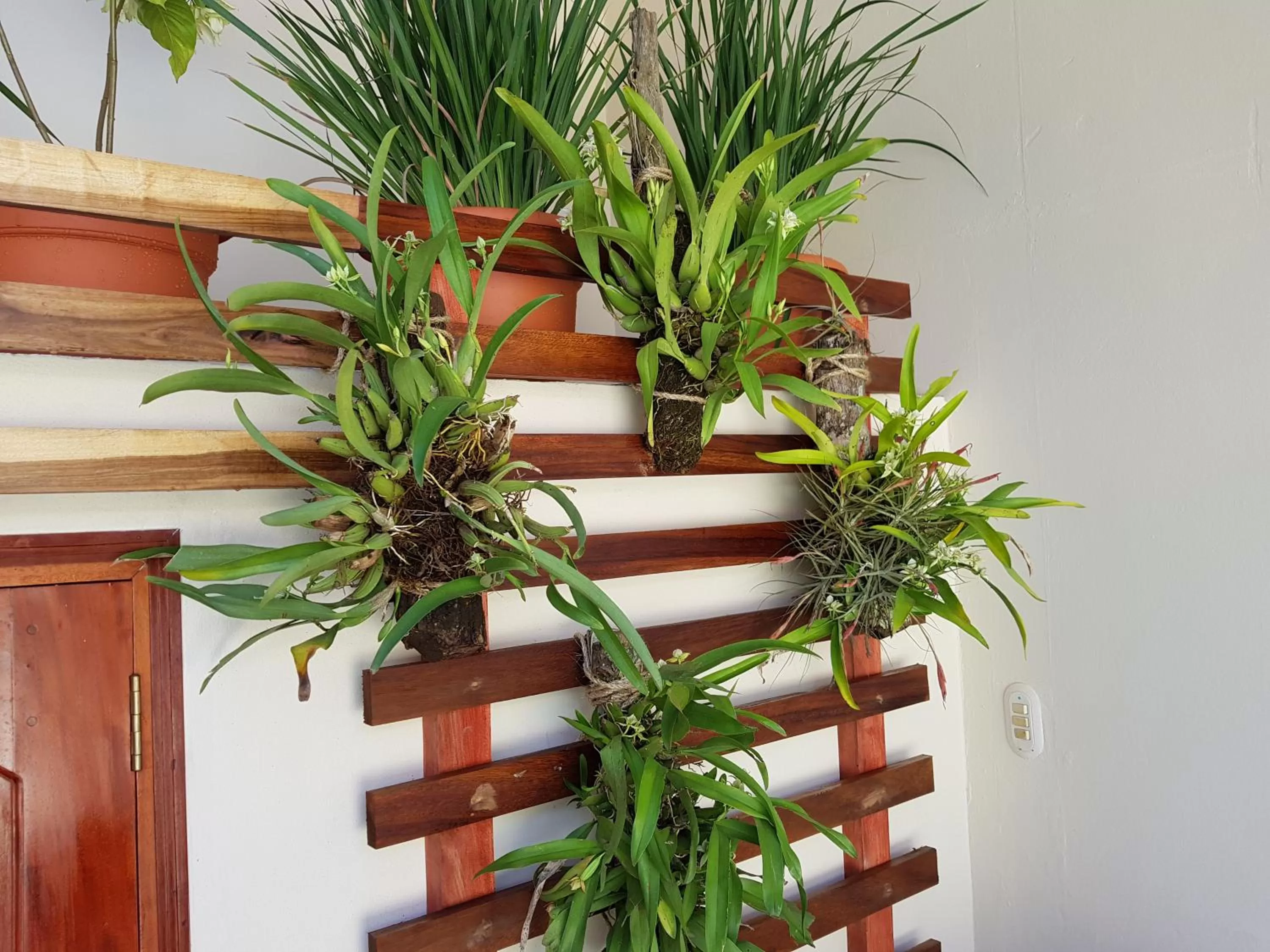 Garden in Hotel la Perla Leon