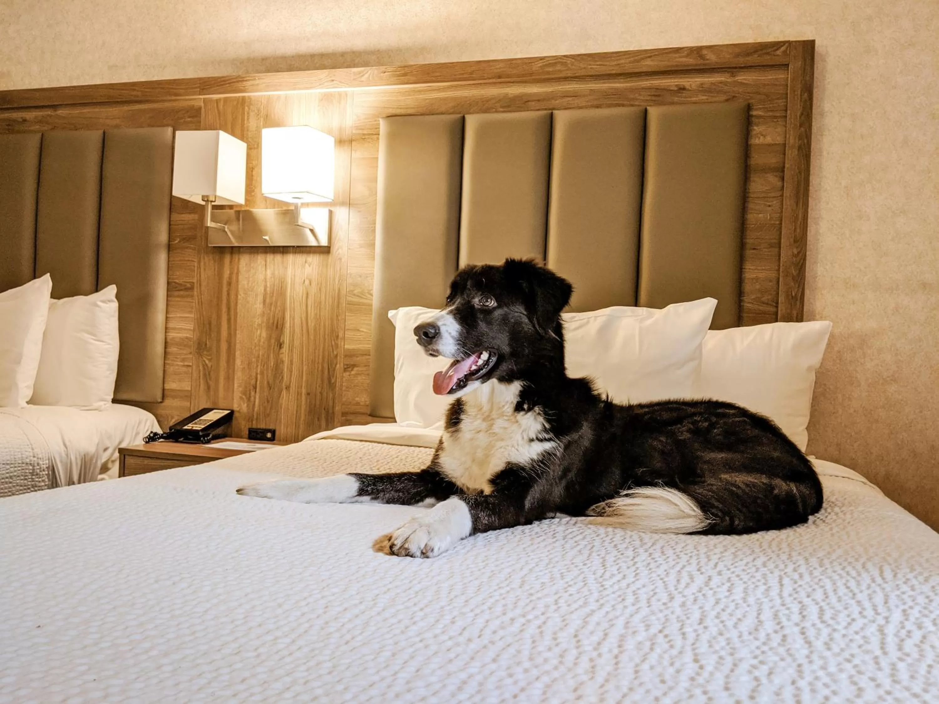 Pets, Bed in Days Inn by Wyndham Victoria On The Harbour