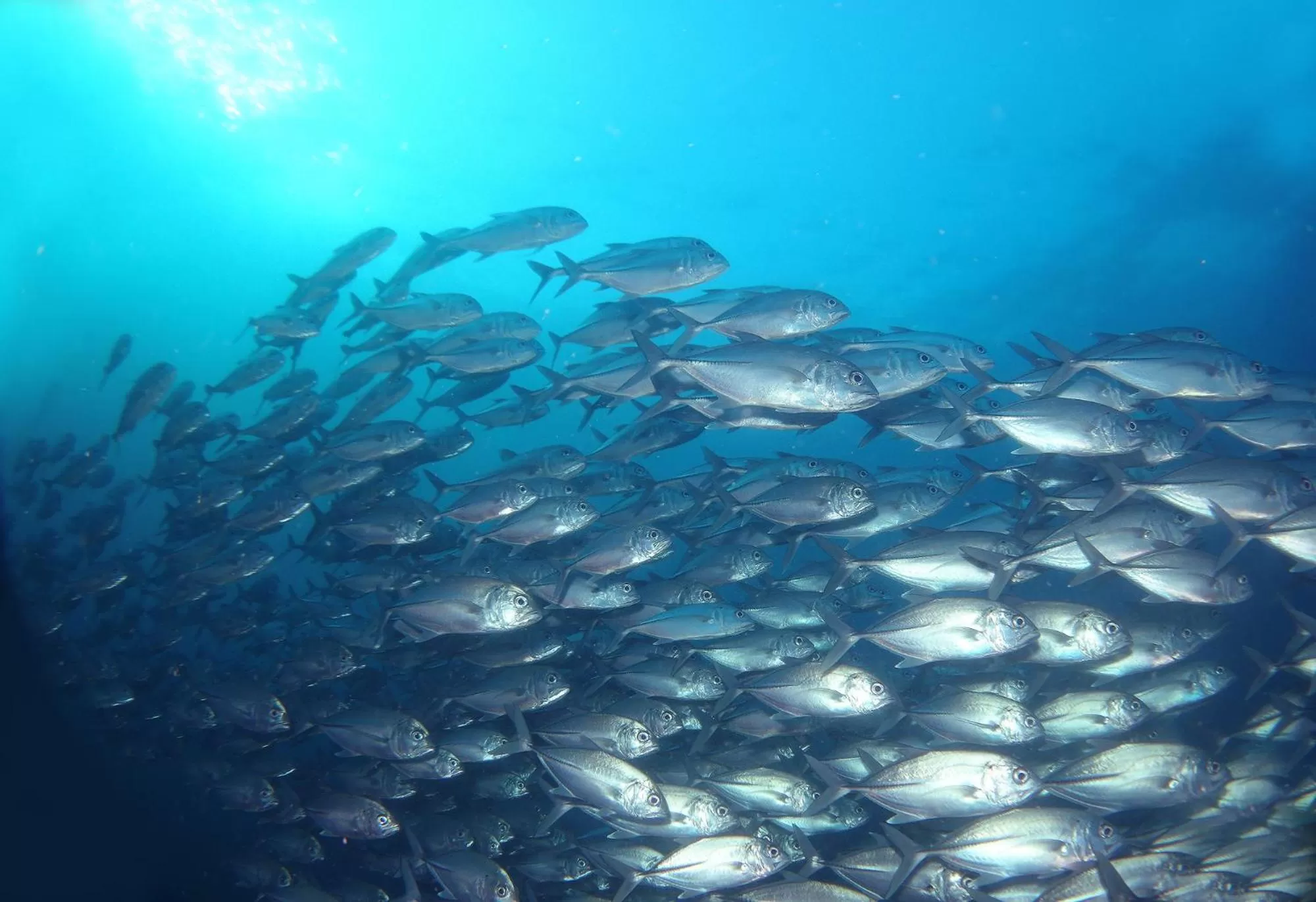Snorkeling in AivyMaes Divers Resort