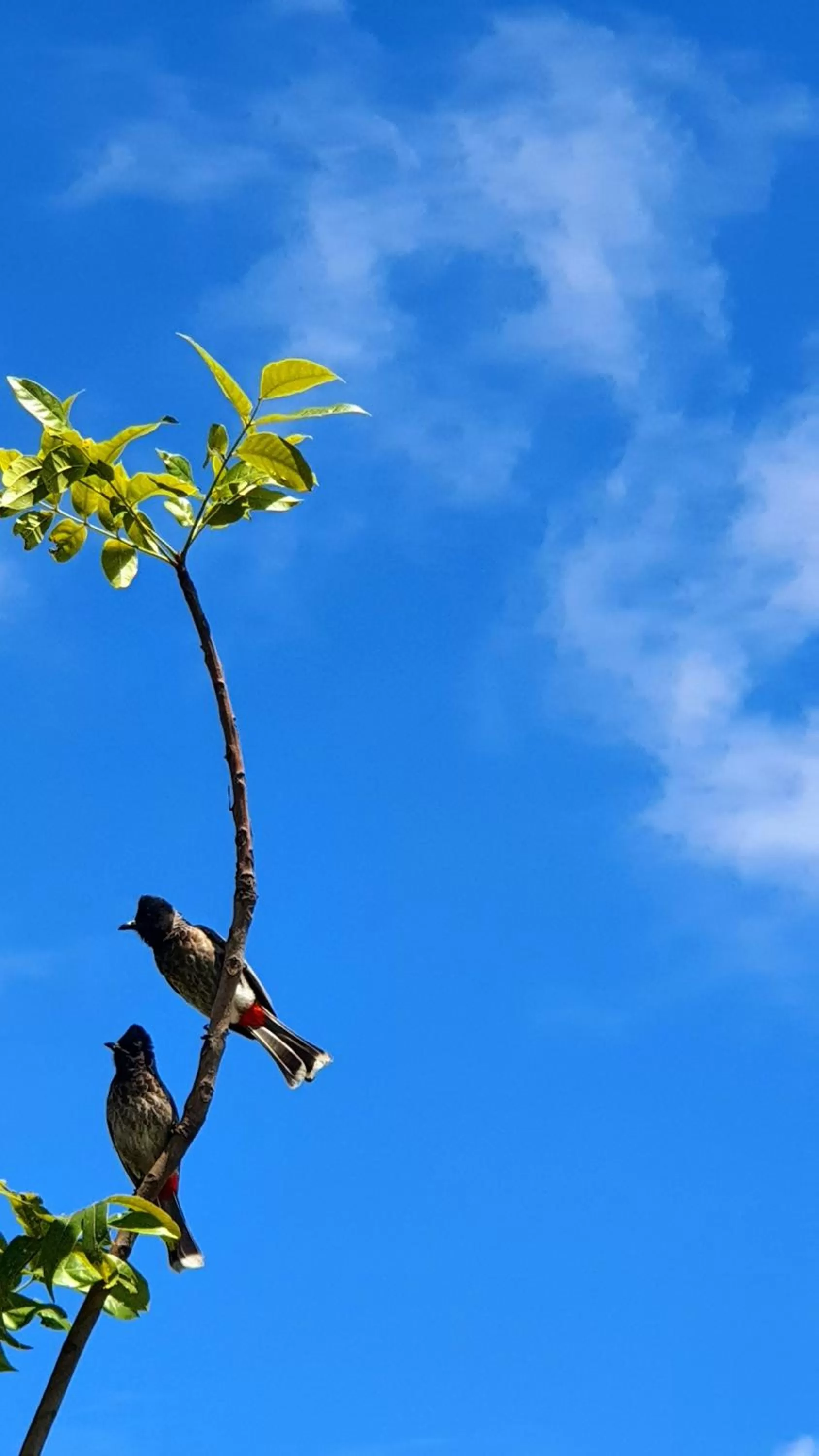 Garden in Avadale Masinagudi - Stag Groups Not Allowed