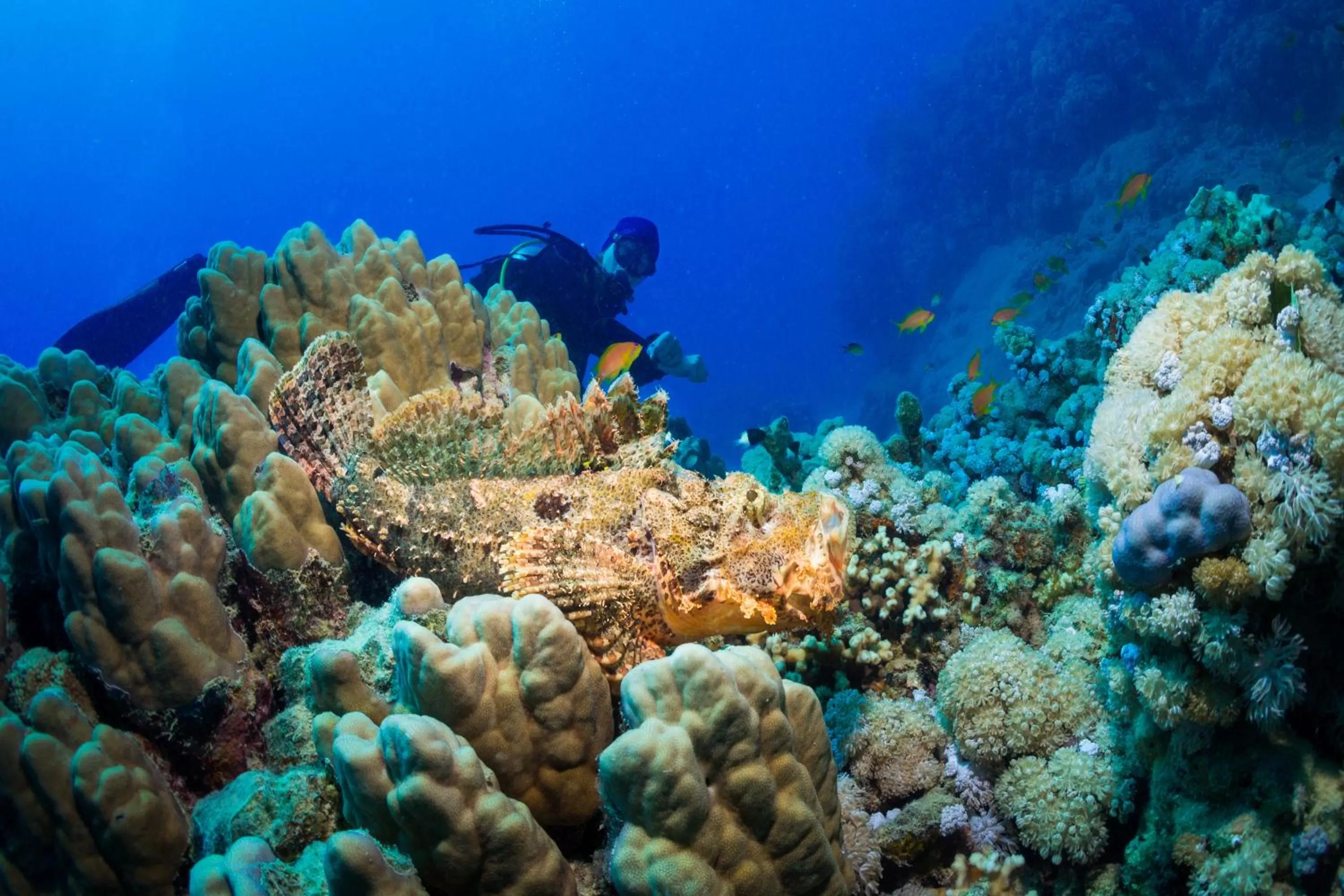 Snorkeling in Coral Sun Beach