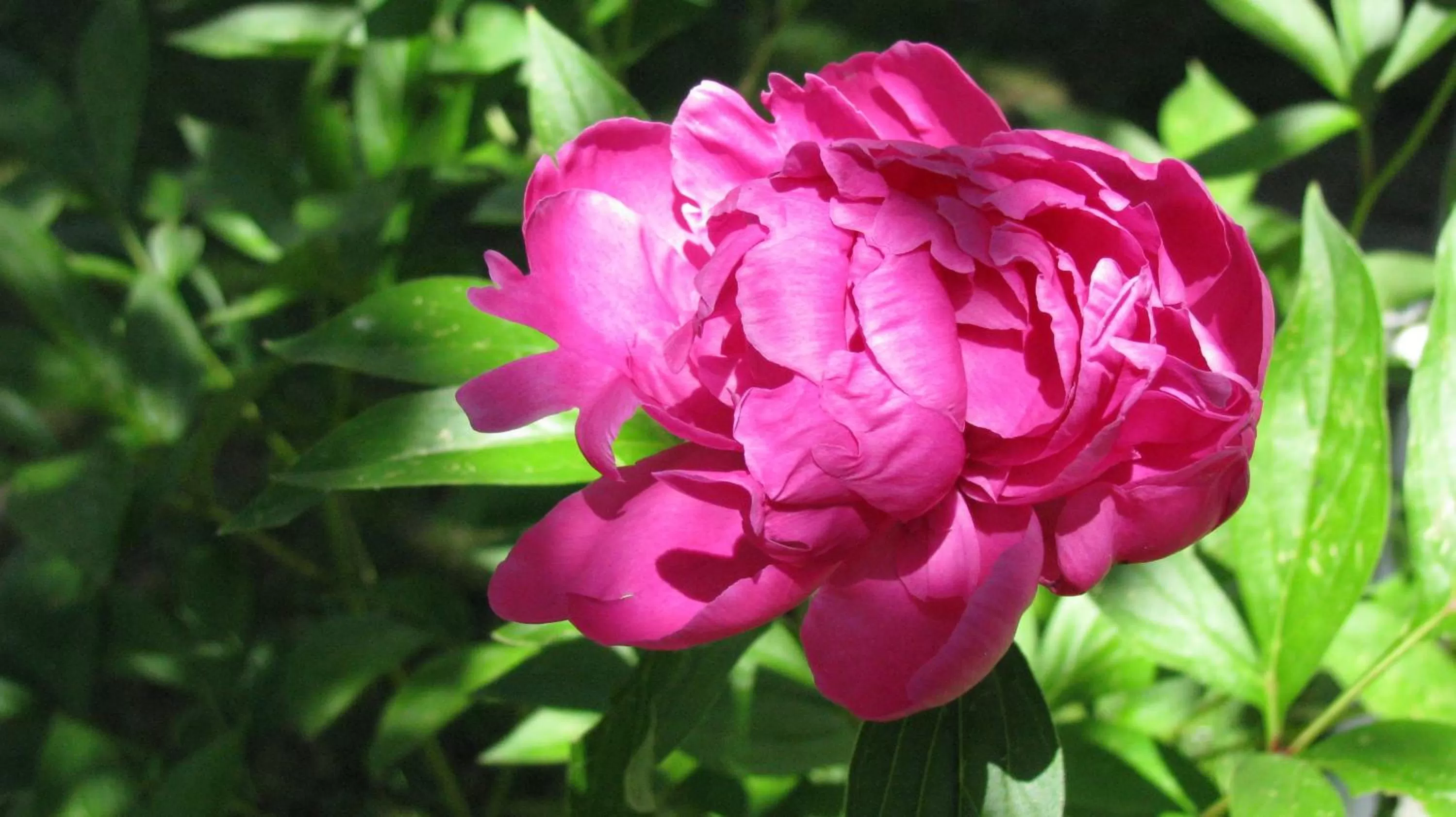 Balcony/Terrace in Les Glycines