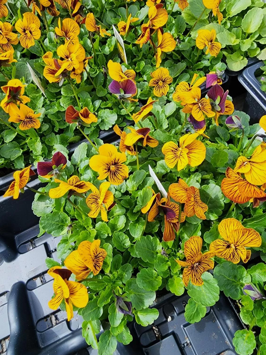 House of 1833 Bed and Breakfast