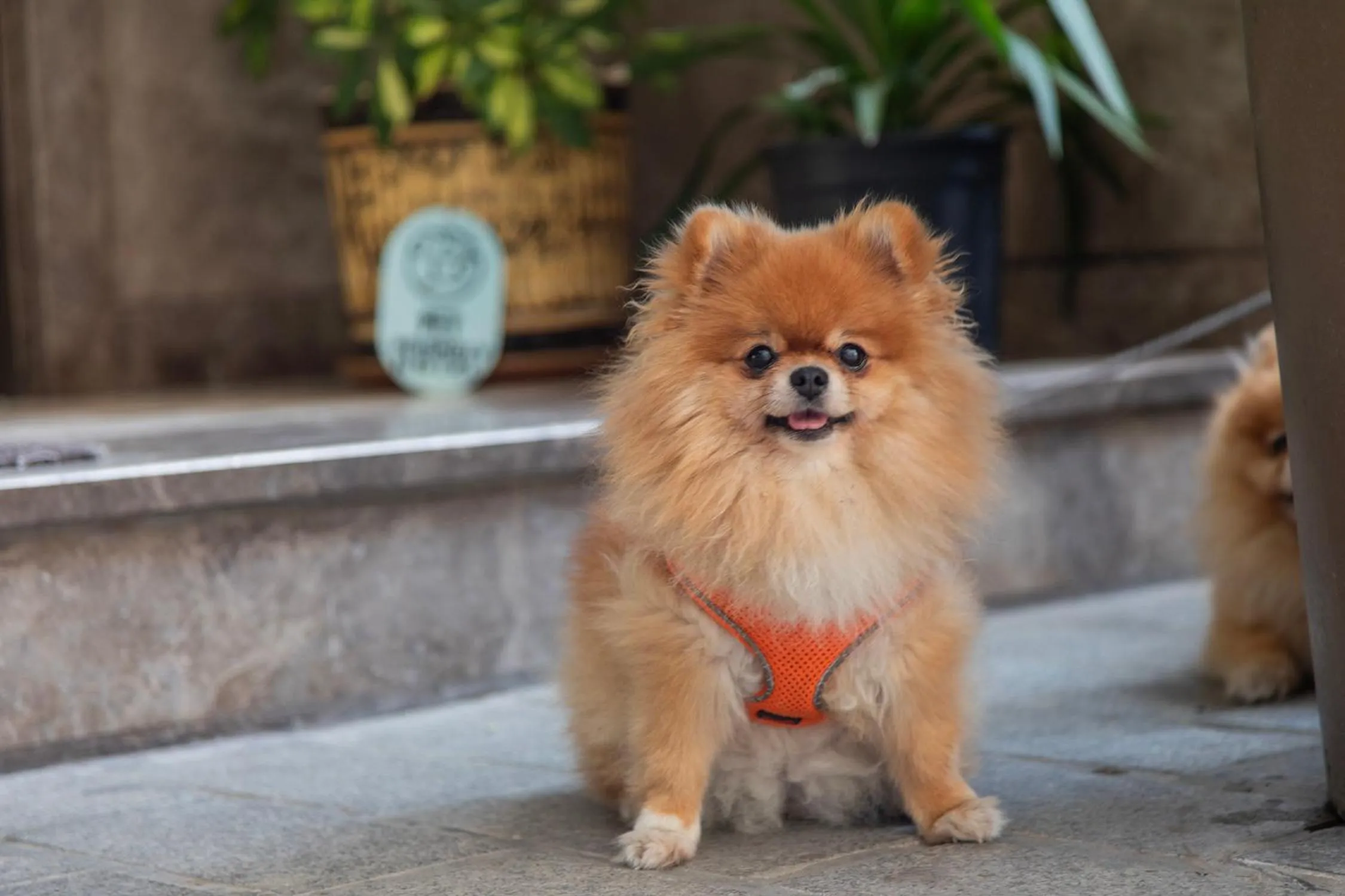 Pets in Hotel Morione & Spa Center