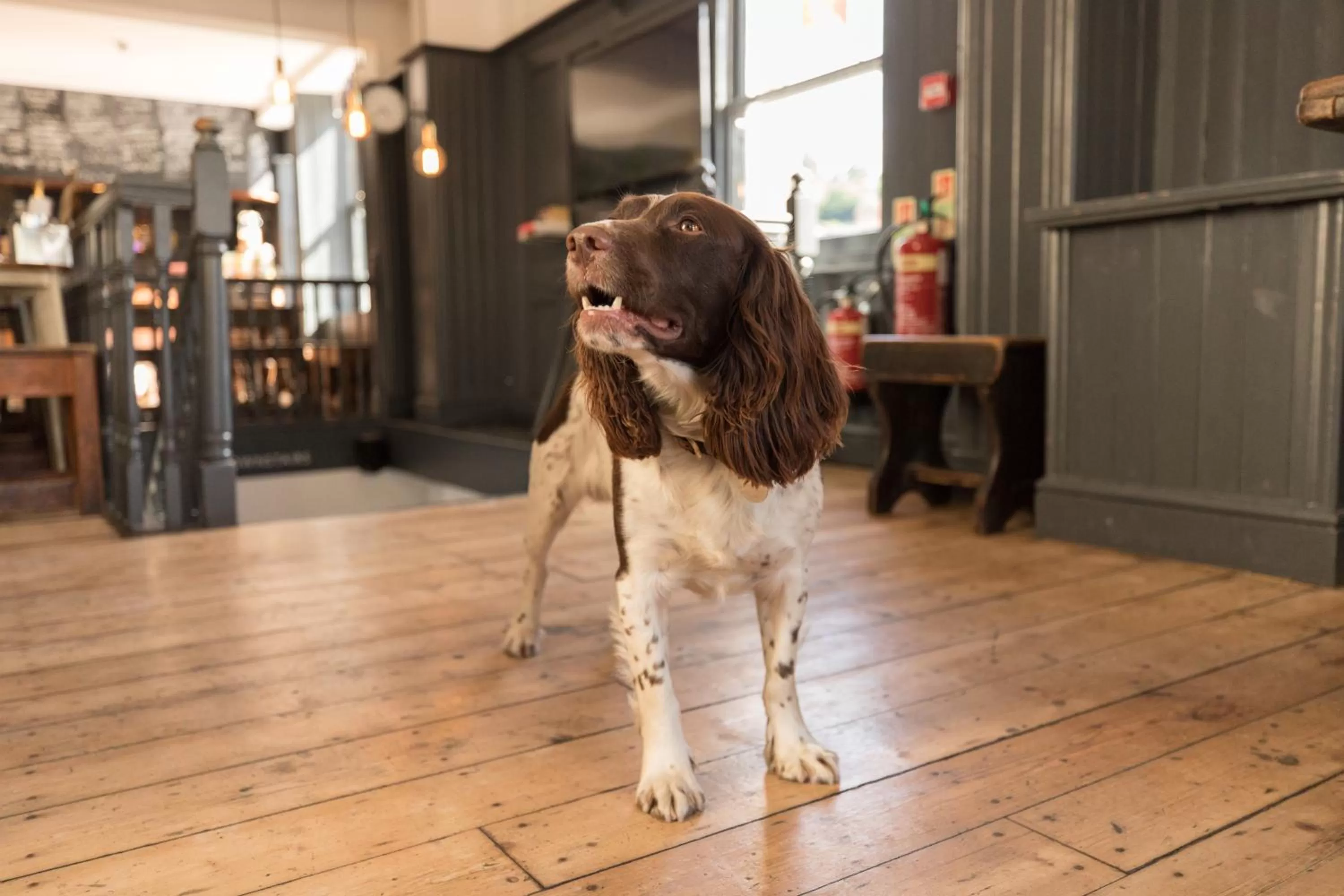 Pets in The Black Fox