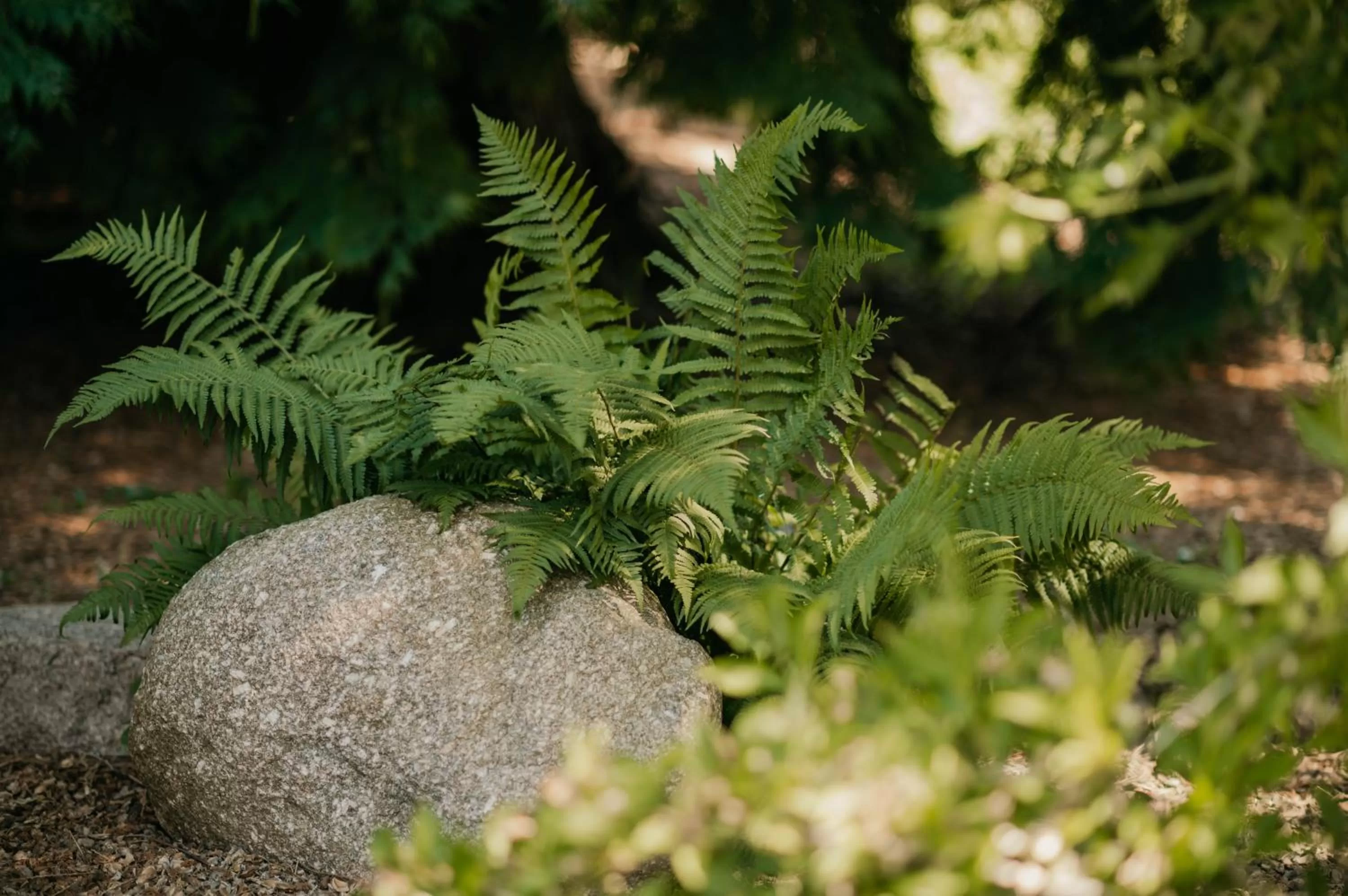 Garden in L'AO Hôtel & Restaurant L'Aigle d'Or