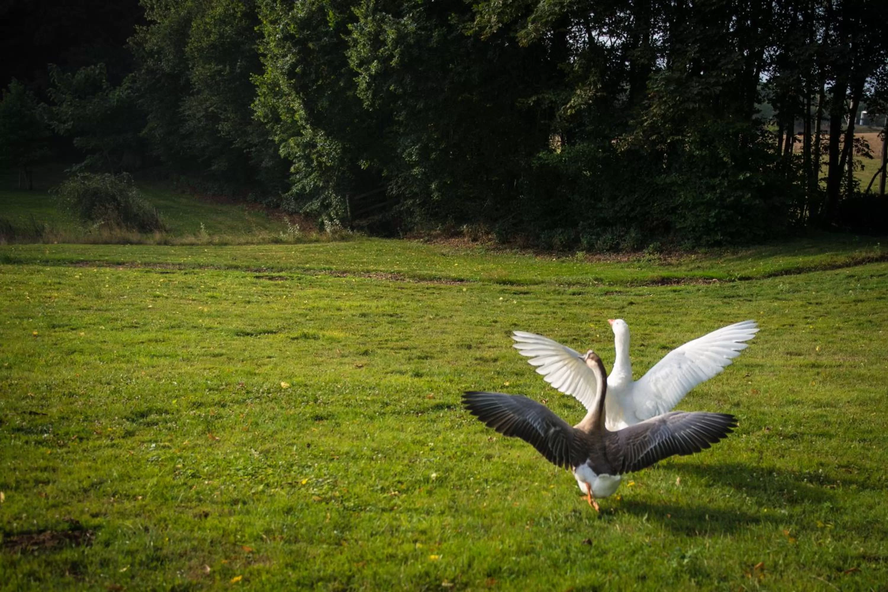 Garden in Hôtel du Domaine de La Groirie - Le Mans