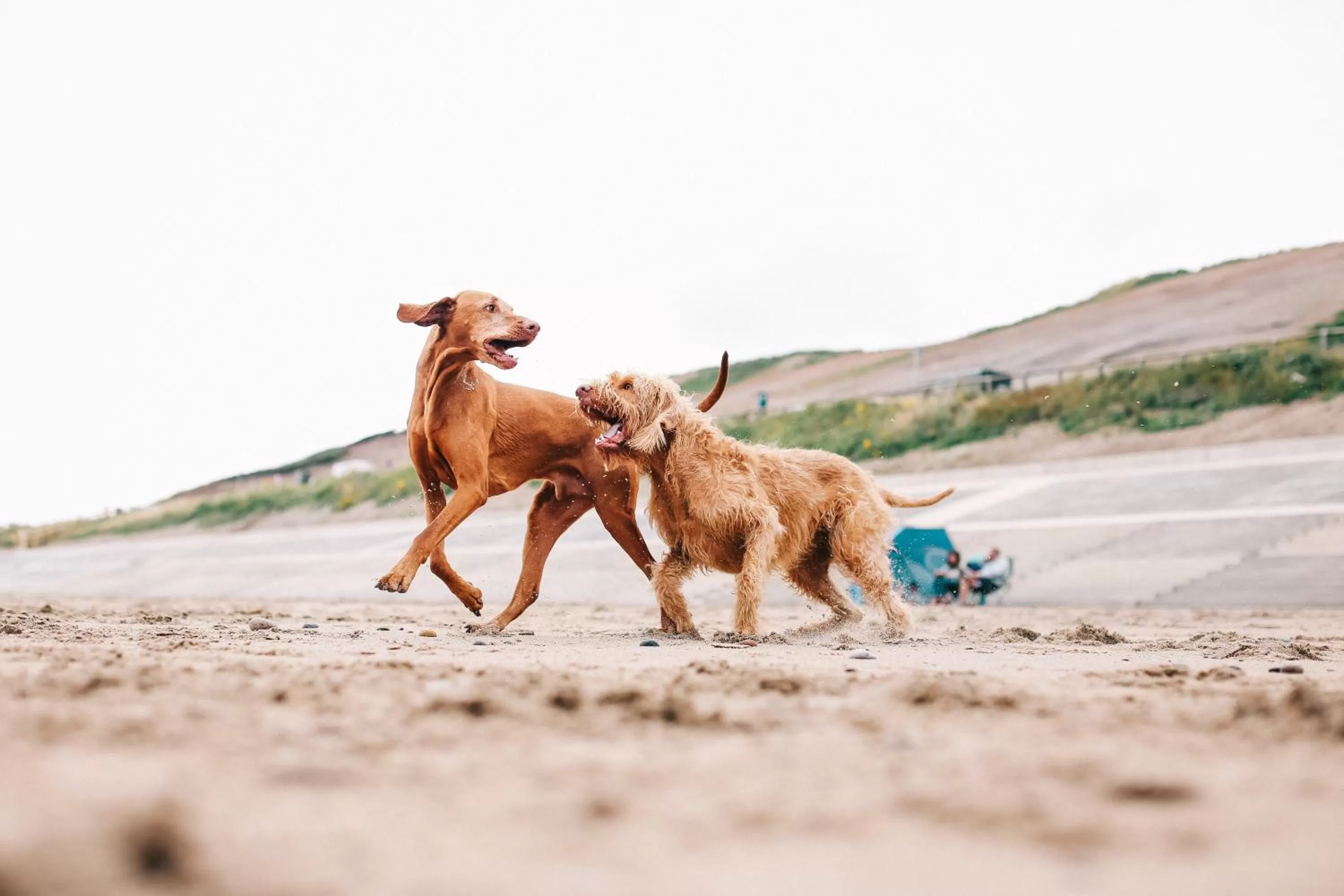 Pets in Raithwaite Sandsend