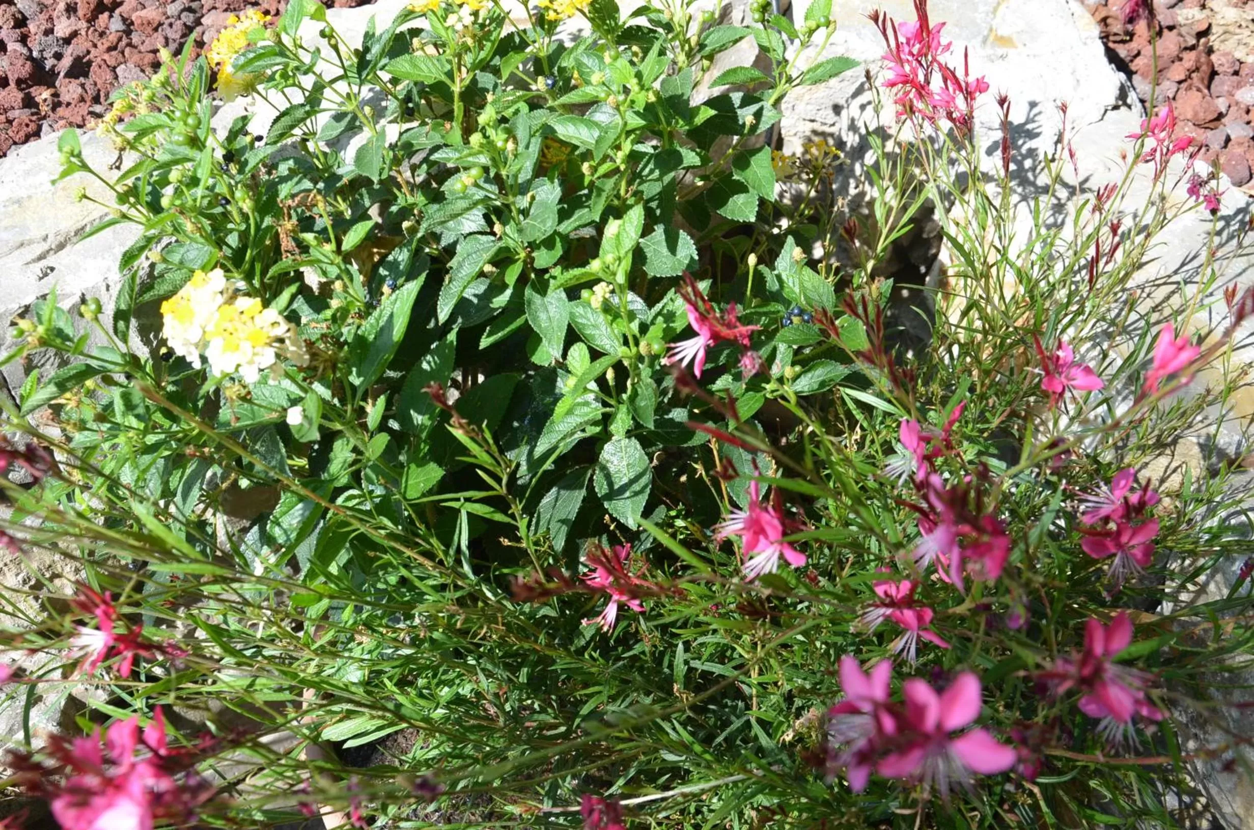 Decorative detail in Il Torrione