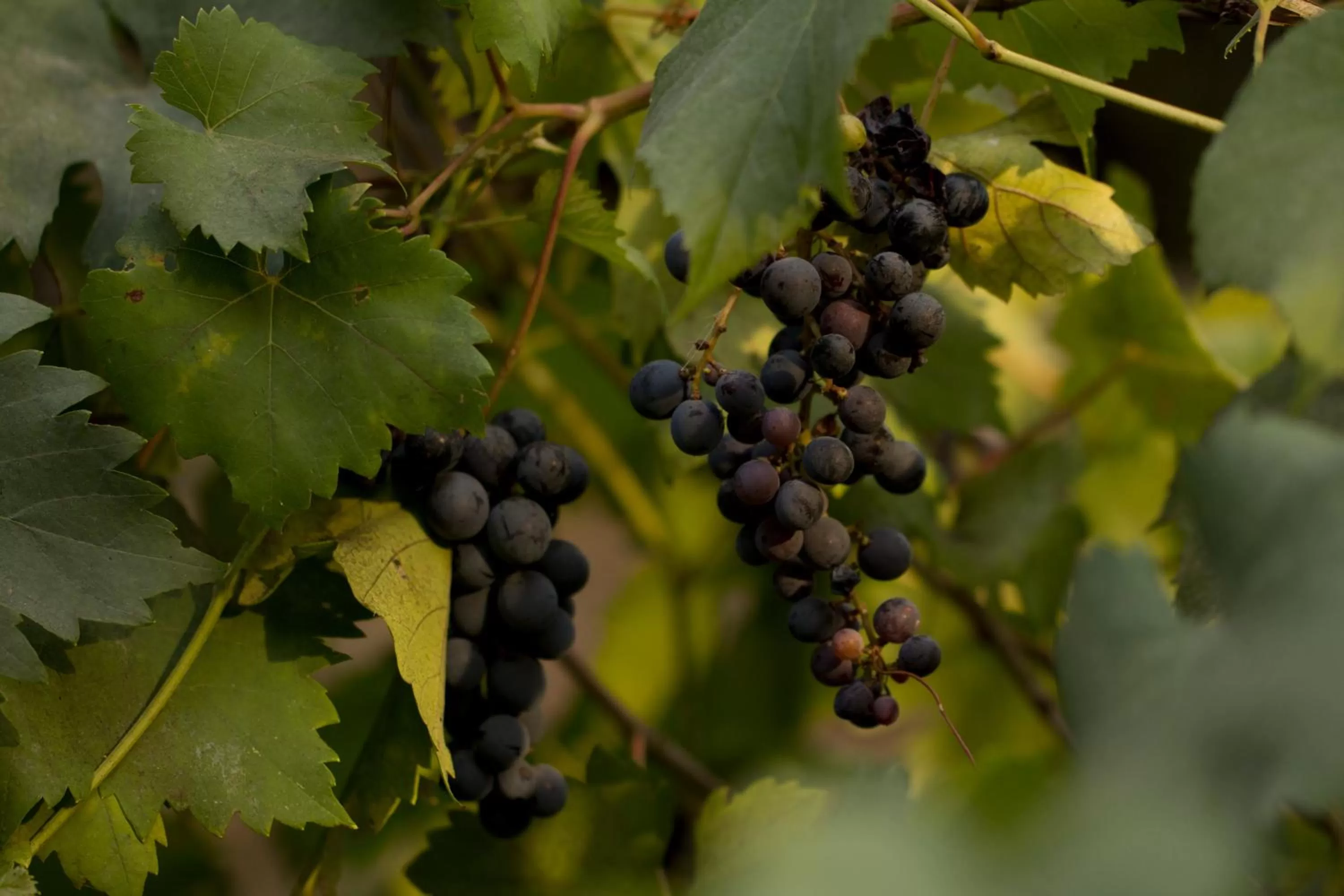 Property building in Parco Degli Aranci