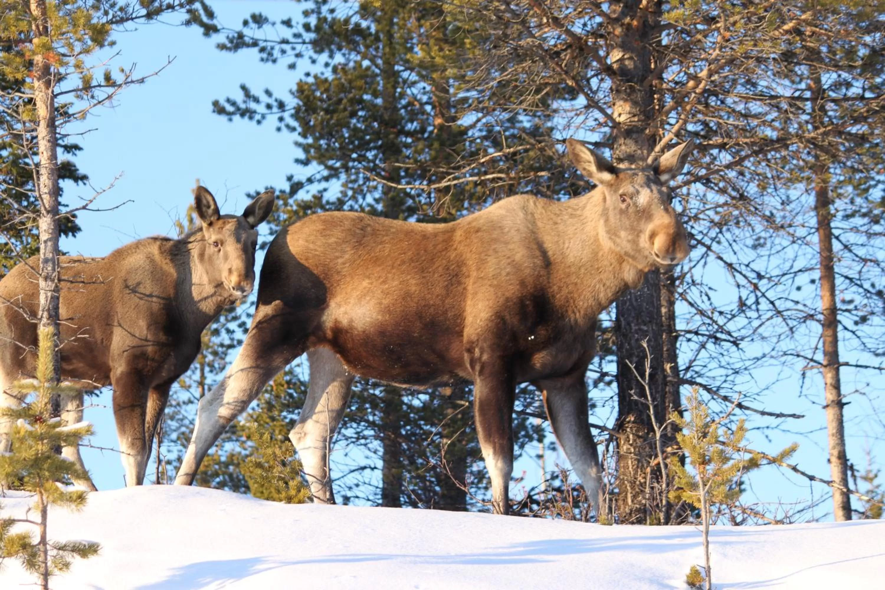Animals in Peace & Quiet Hotel
