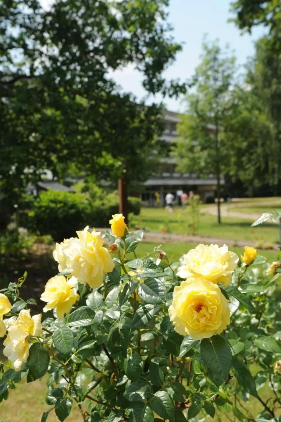 Spring in Müggelseeperle