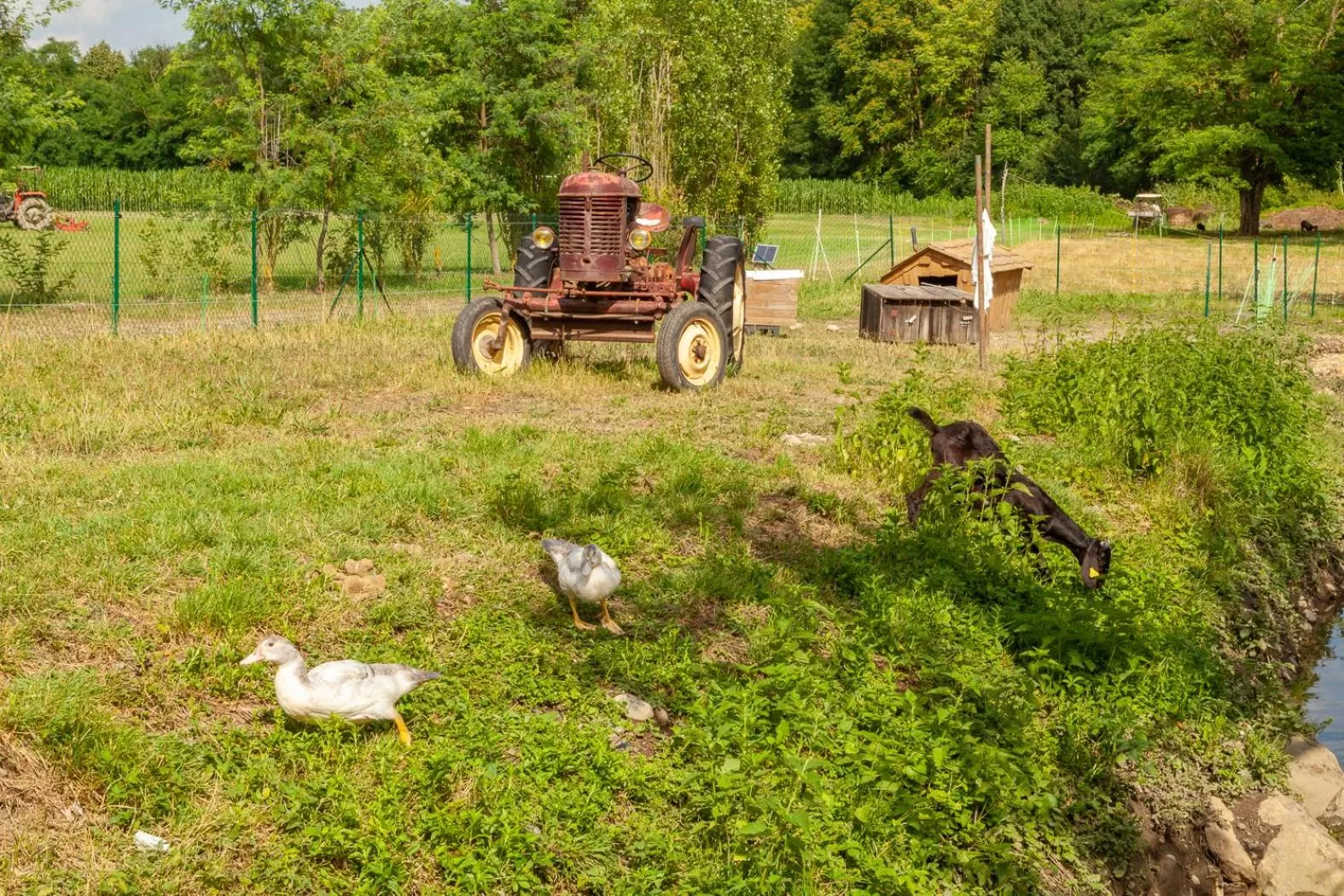 Garden, Other Animals in Le Moulin