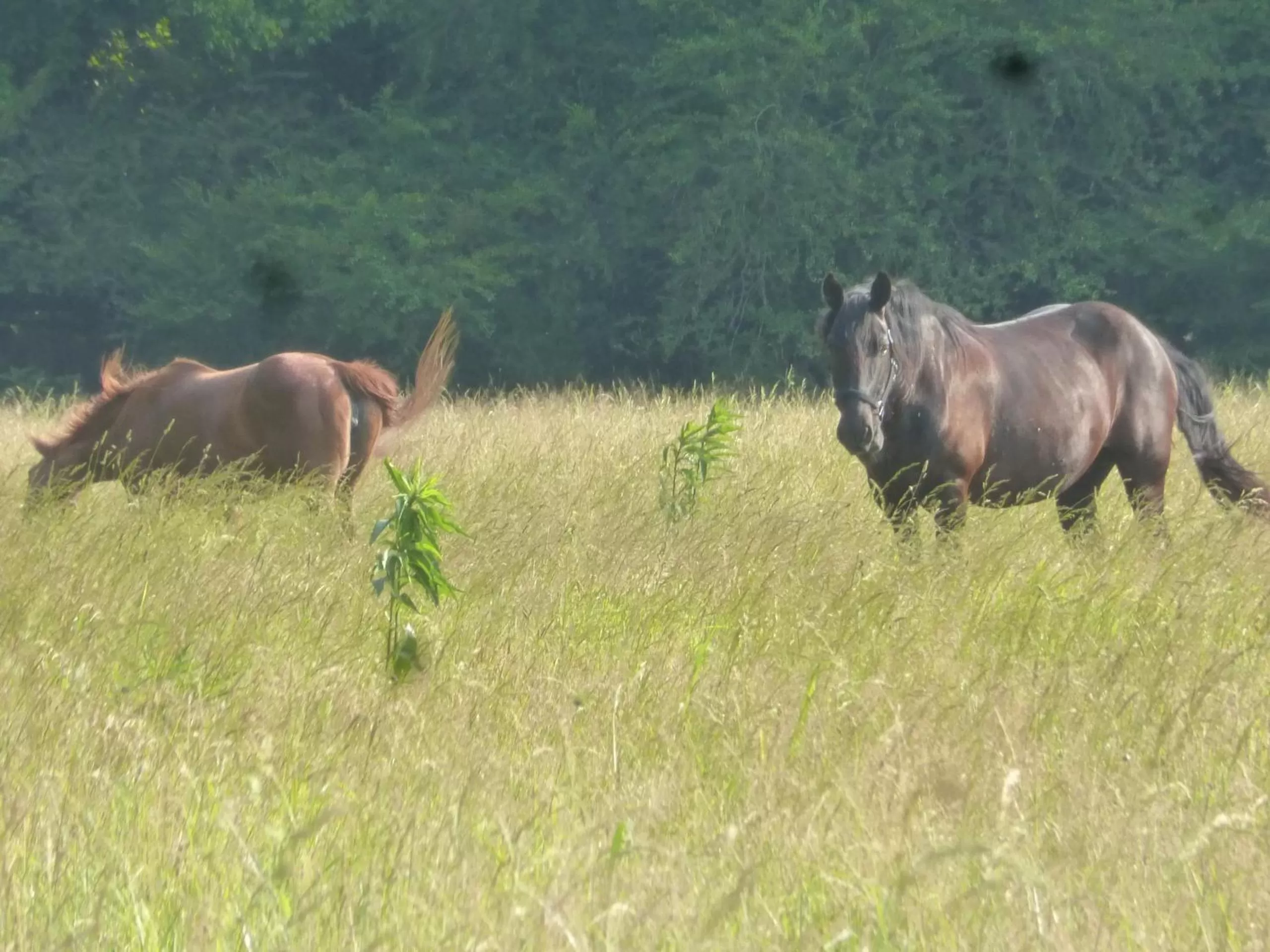 Garden in Mulberry Lavender Farm and B&B