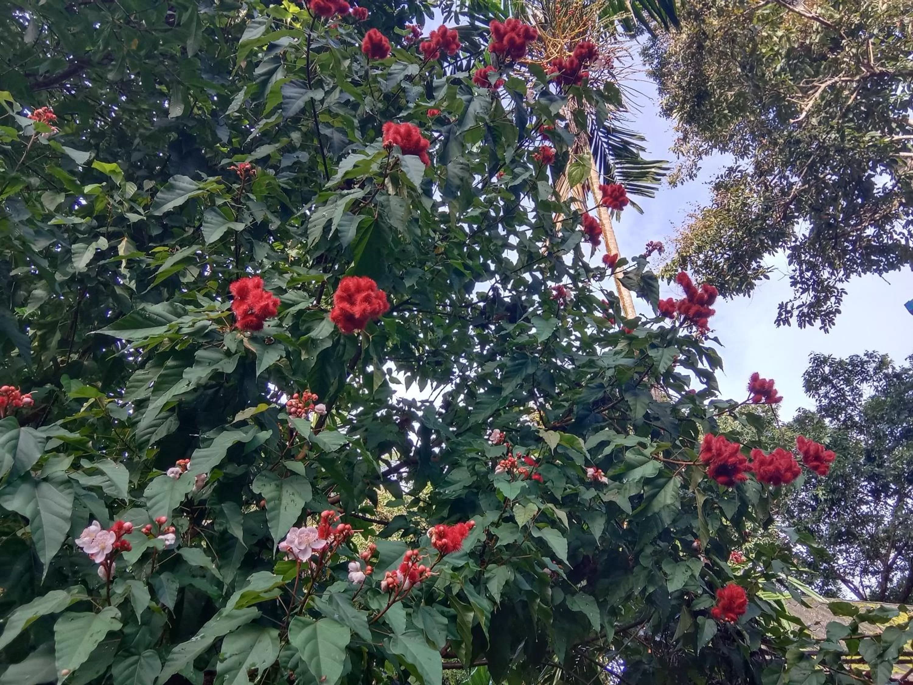Tree Tops River Huts
