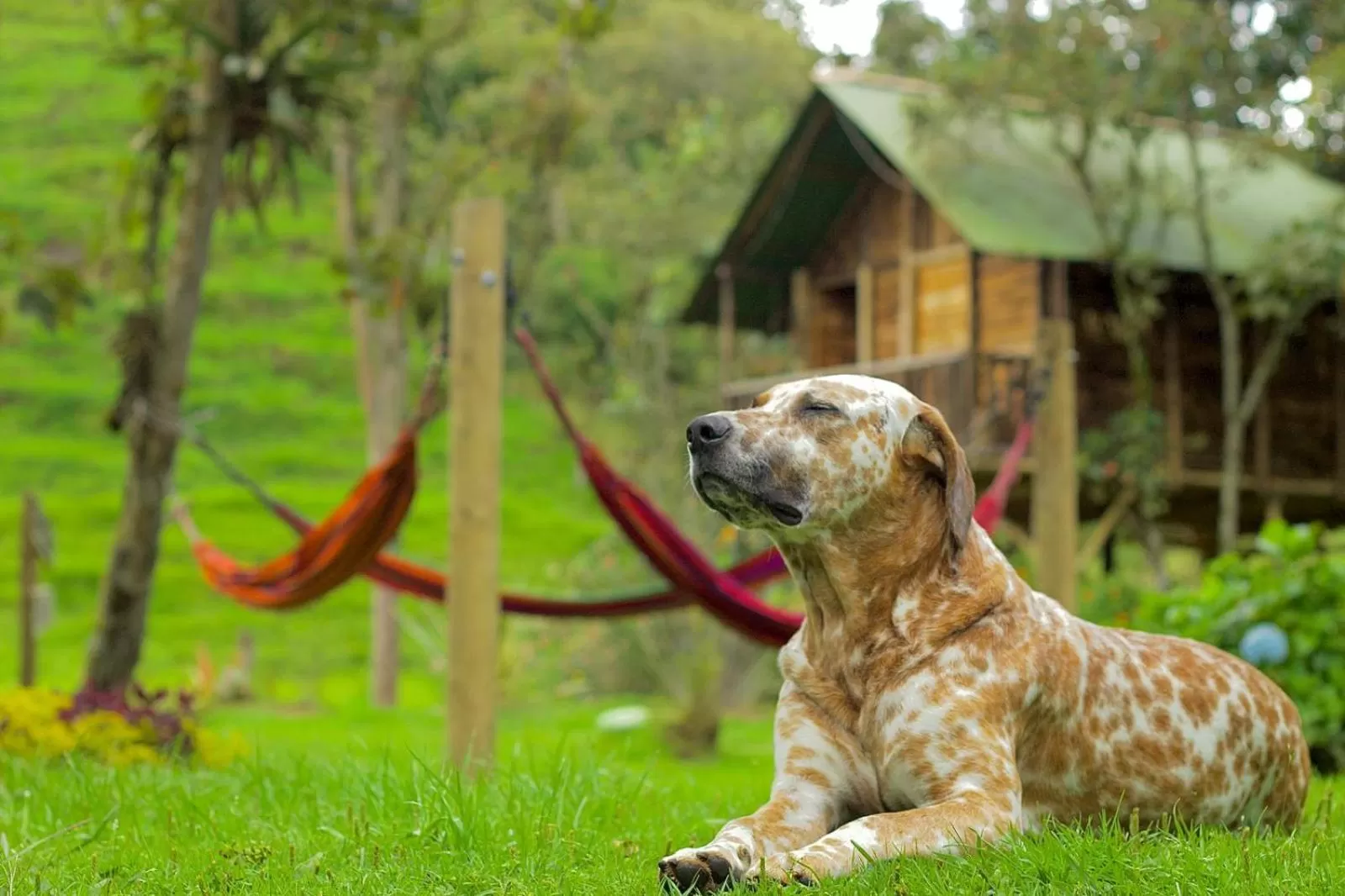 Pets in Cabañas Rústicas El Viejo Tambo By Rotamundos