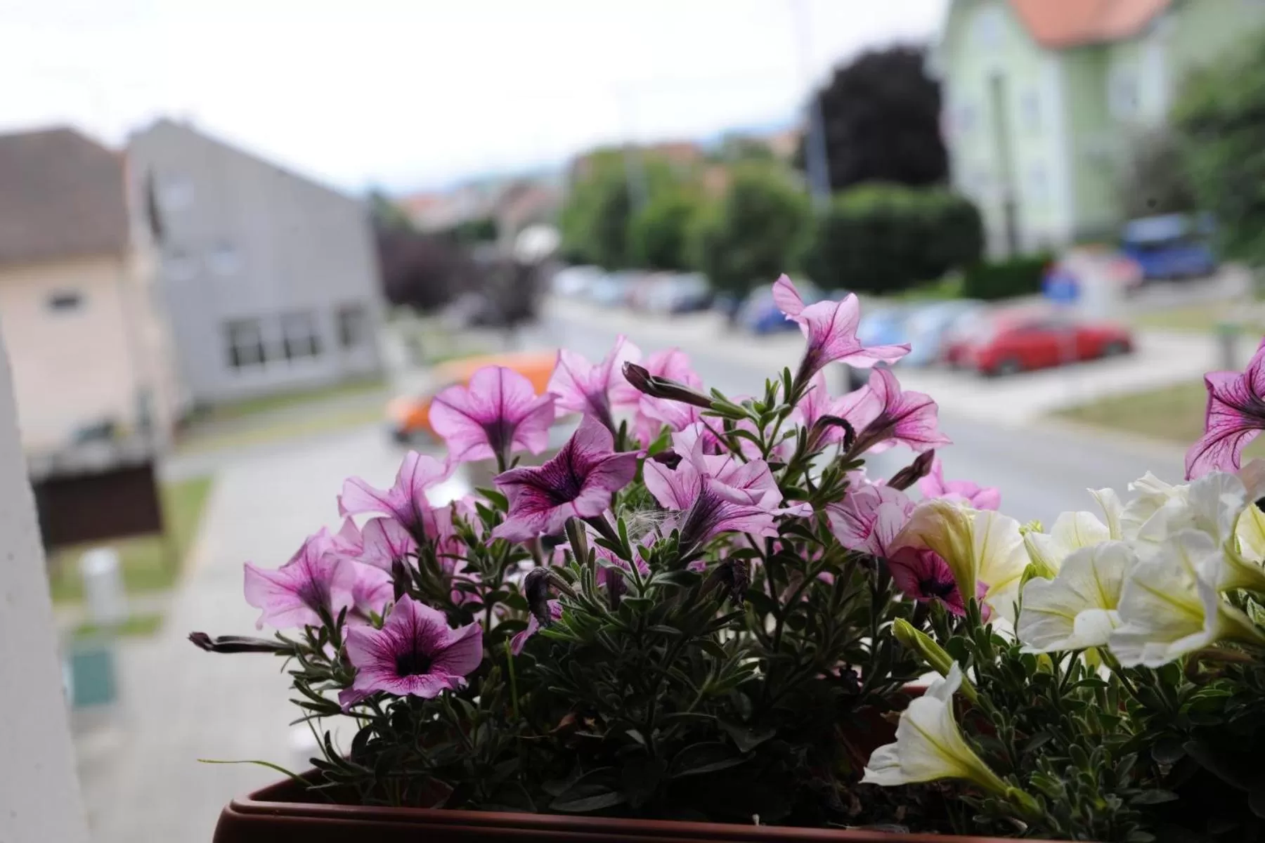 City view in Wellness B&B Winery Sontacchi
