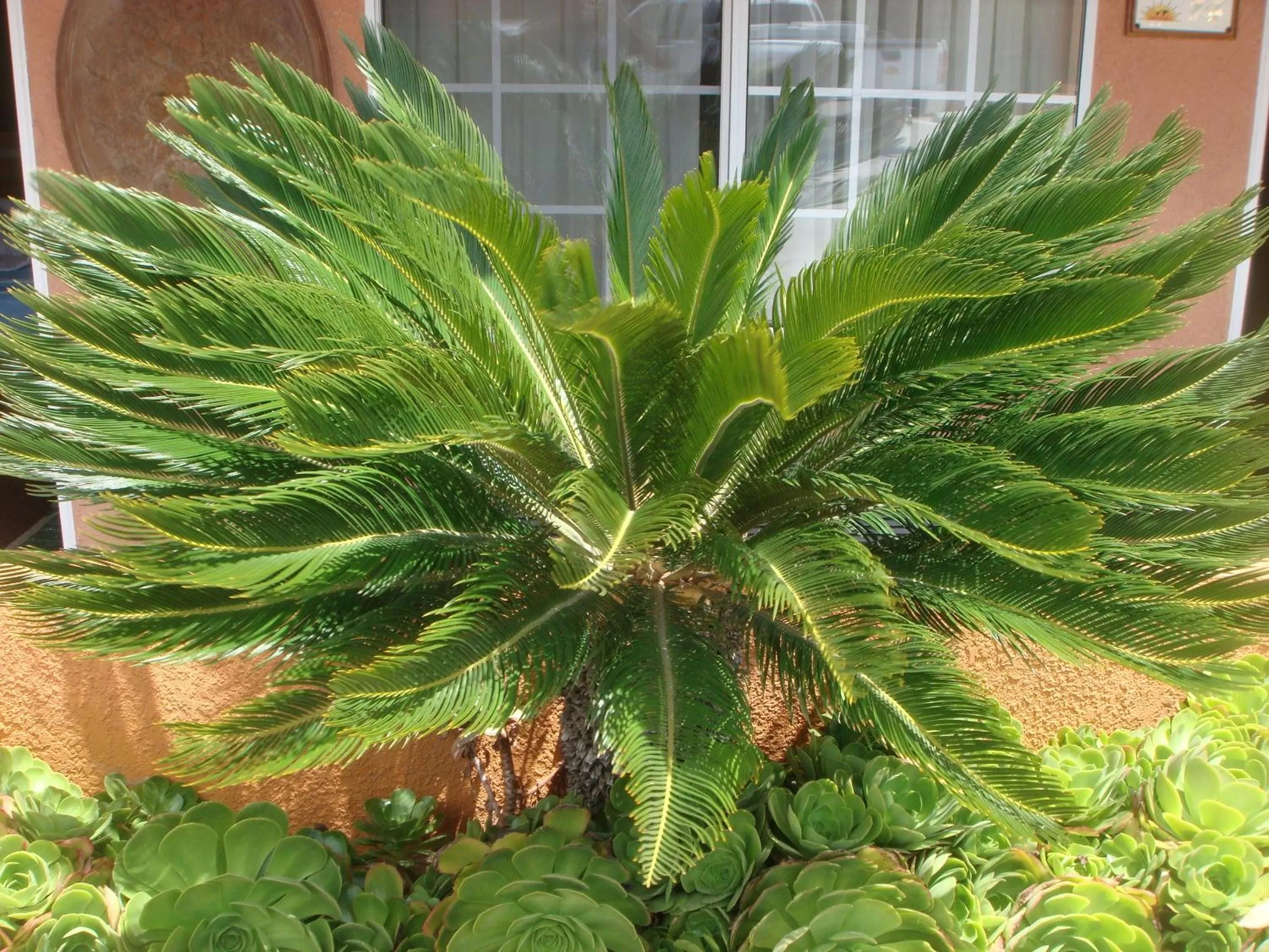 Garden in Economy Inn Los Banos