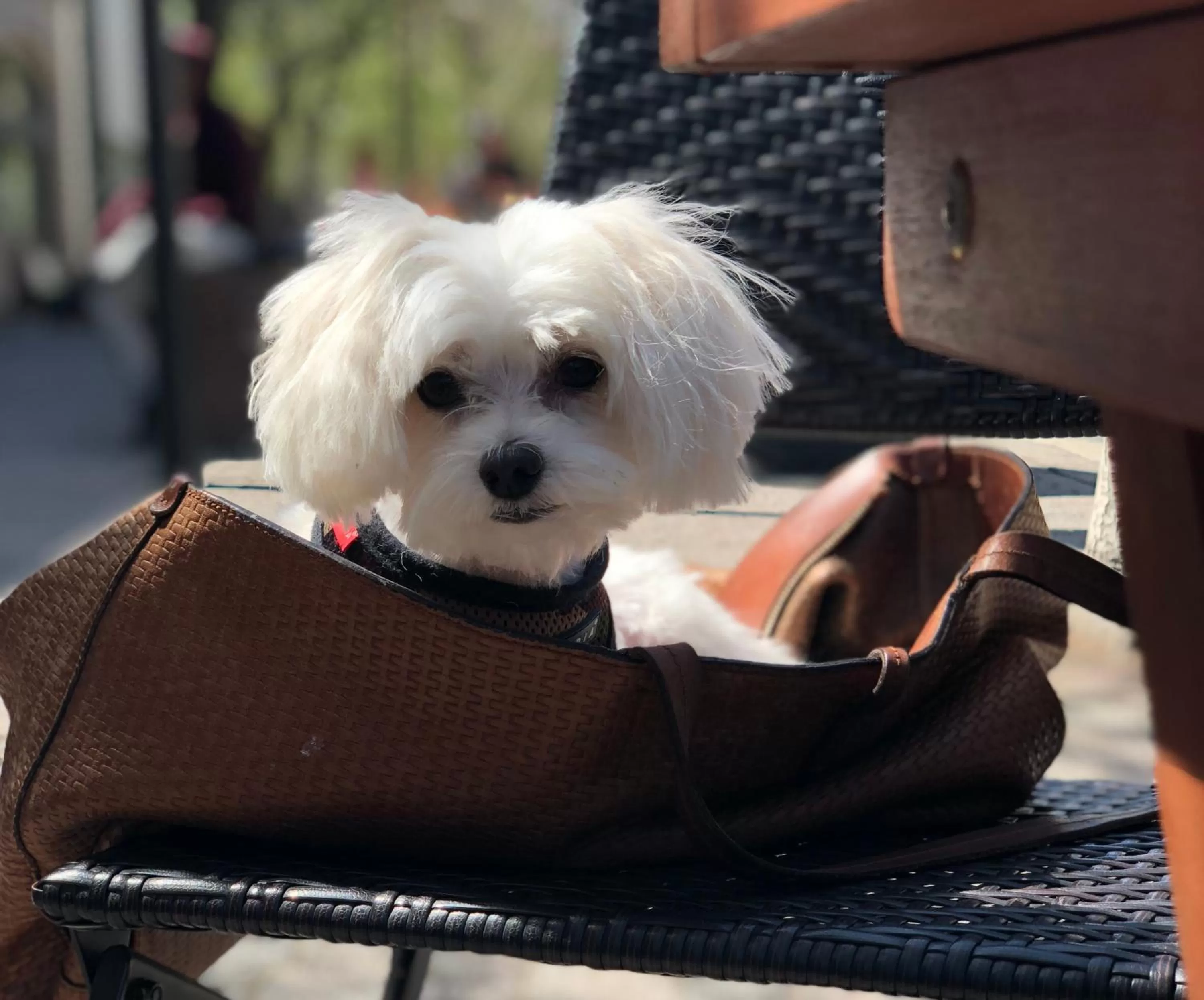 Pets in The Empire Hotel New York