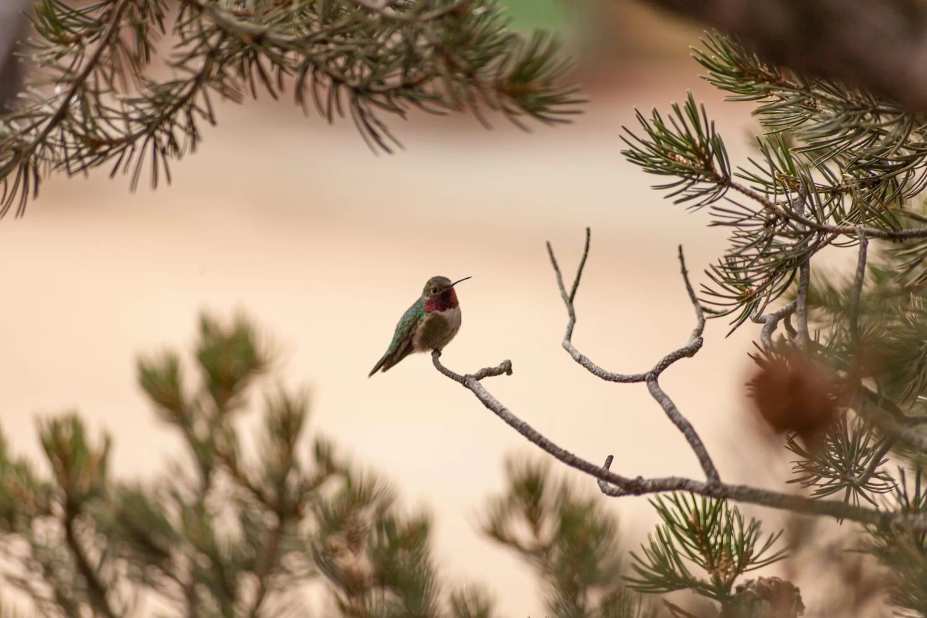 Other Animals in Estes Lake Lodge