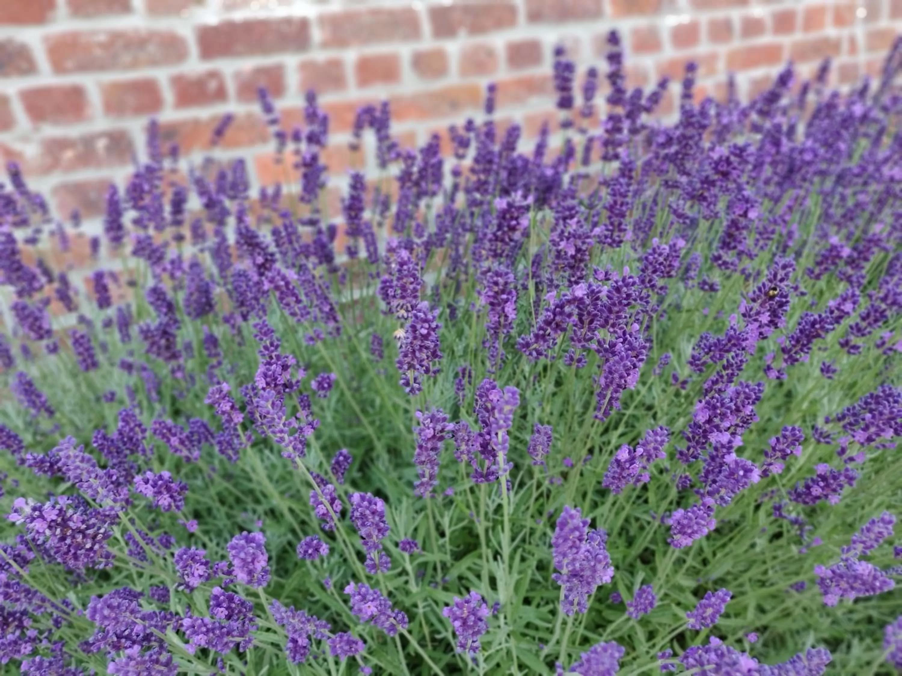 Garden in Akrenbos 101