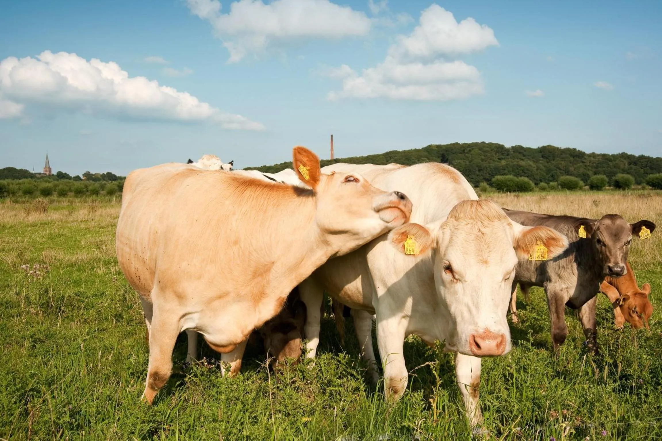 Animals in Grenshotel de Jonckheer