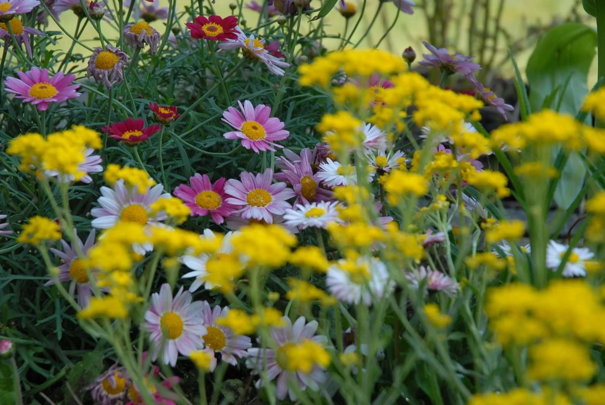Spring in Villa Thalassa domaineleshesperides