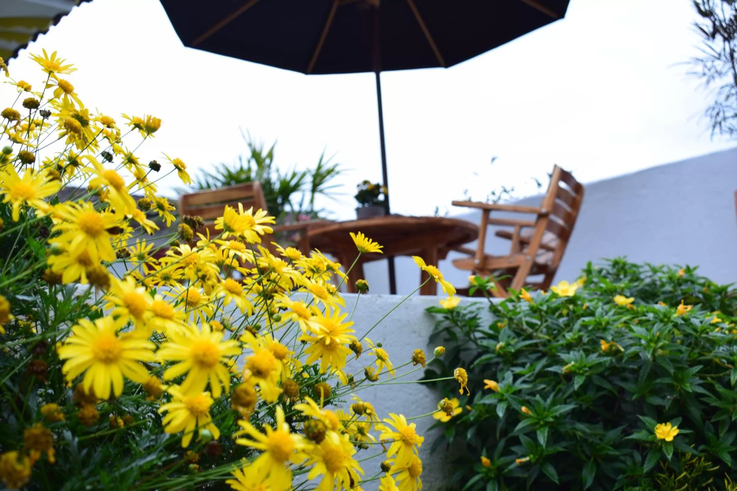 Garden in Hotel Salento Plaza