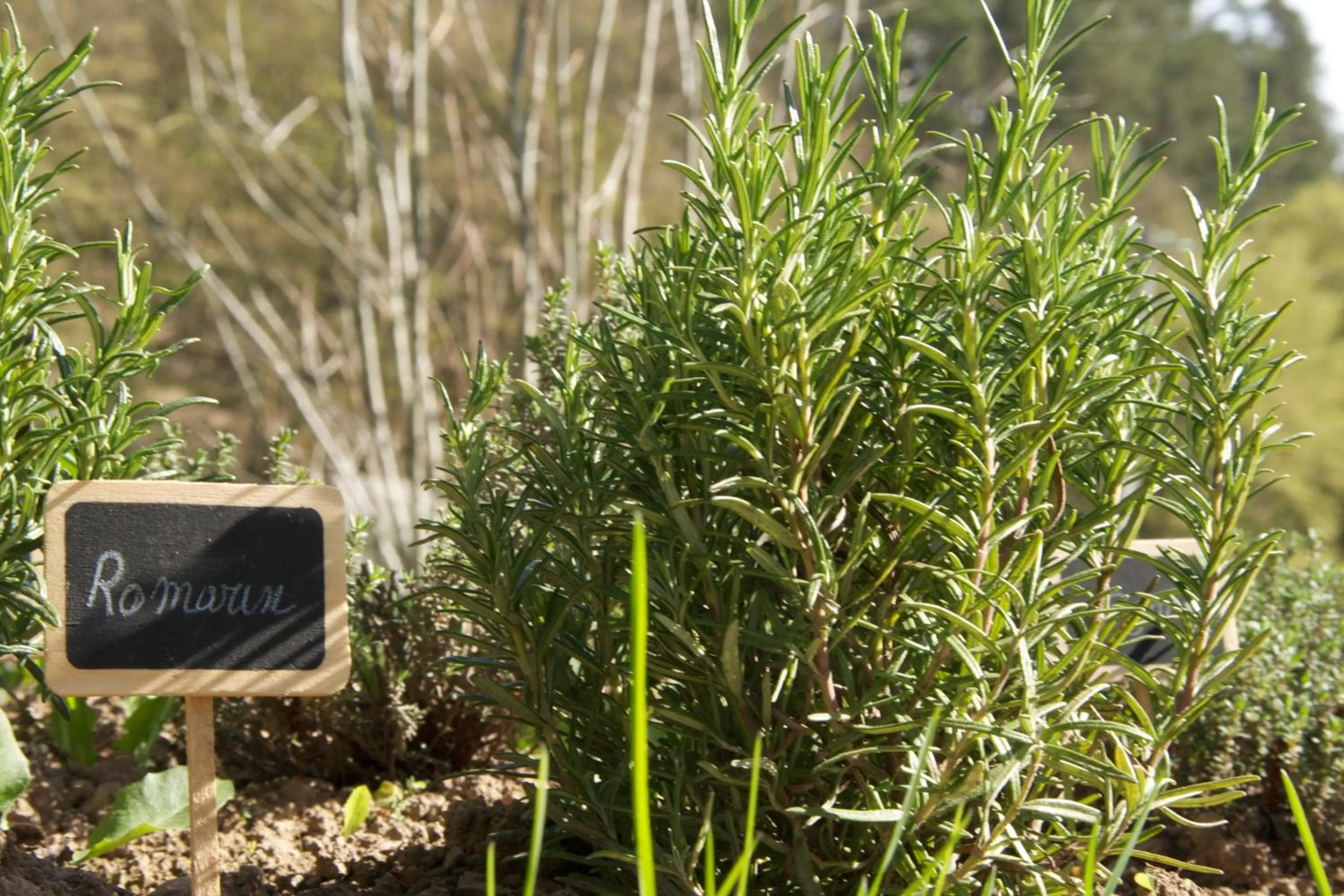 Garden in Hostellerie La Claire Fontaine, Logis hôtels & Spa