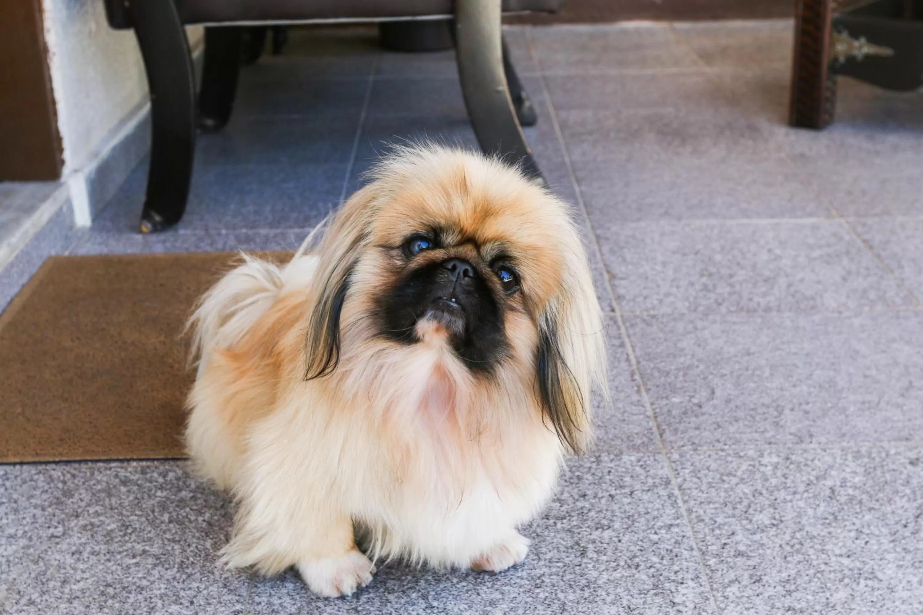 Animals in Pousada Flor Dália