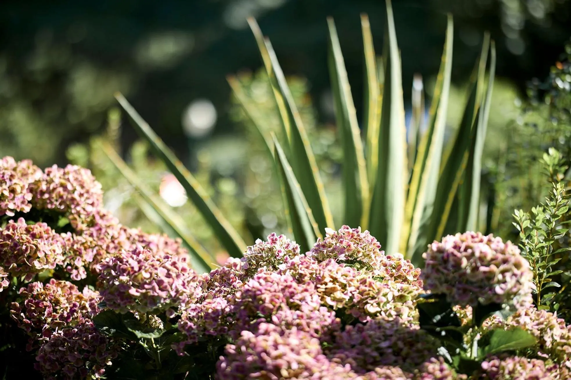 Garden in Furnas Boutique Hotel - Thermal & Spa