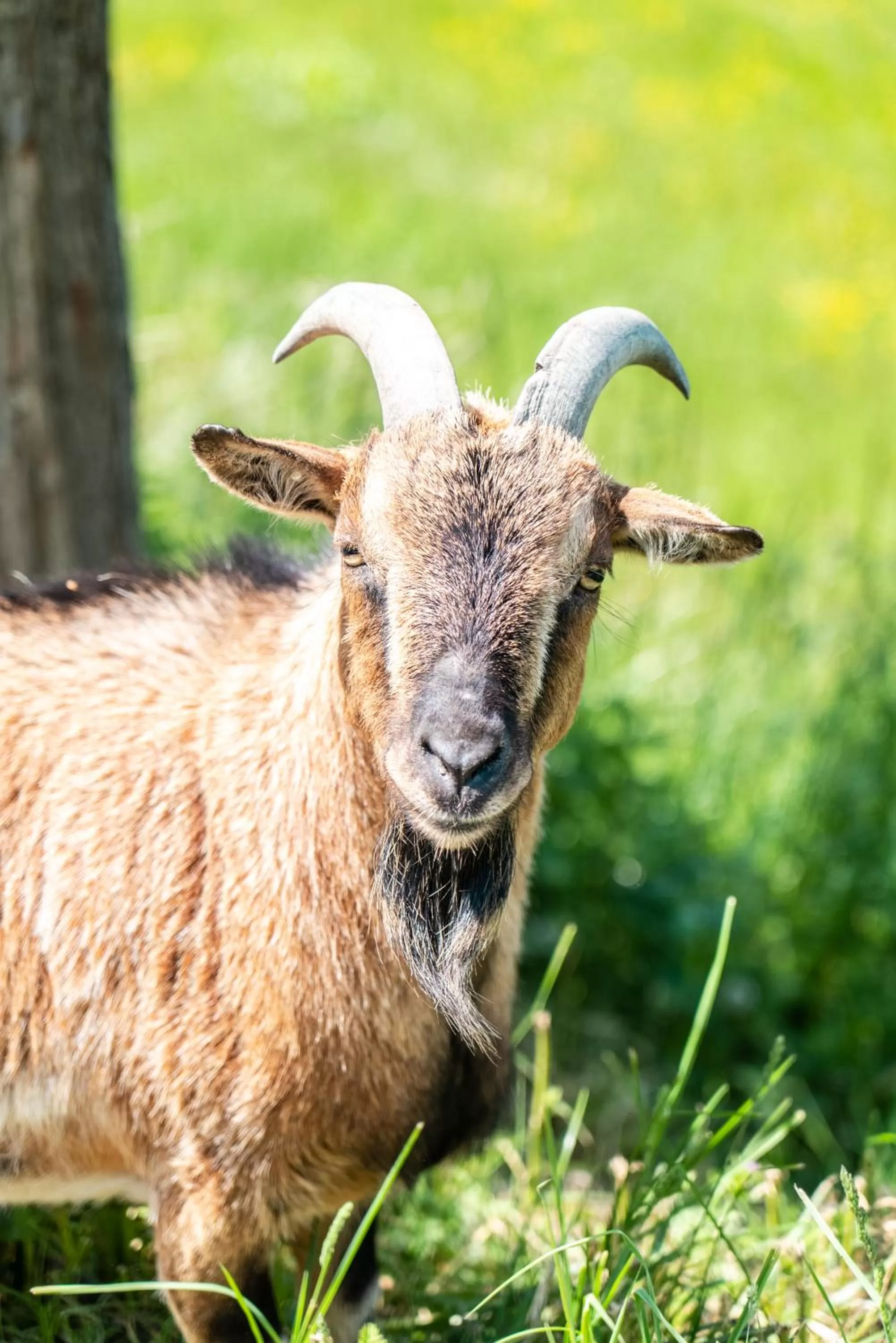 Animals in Le Clos de Grâce